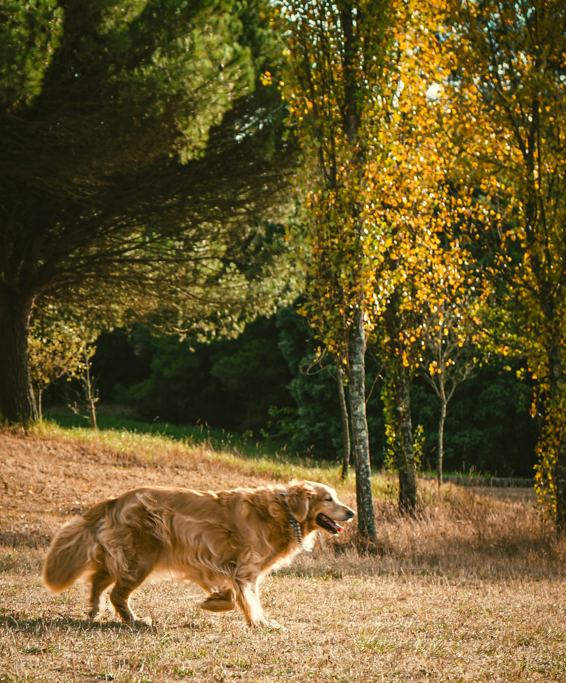 A dog running on a field | Source: Unsplash