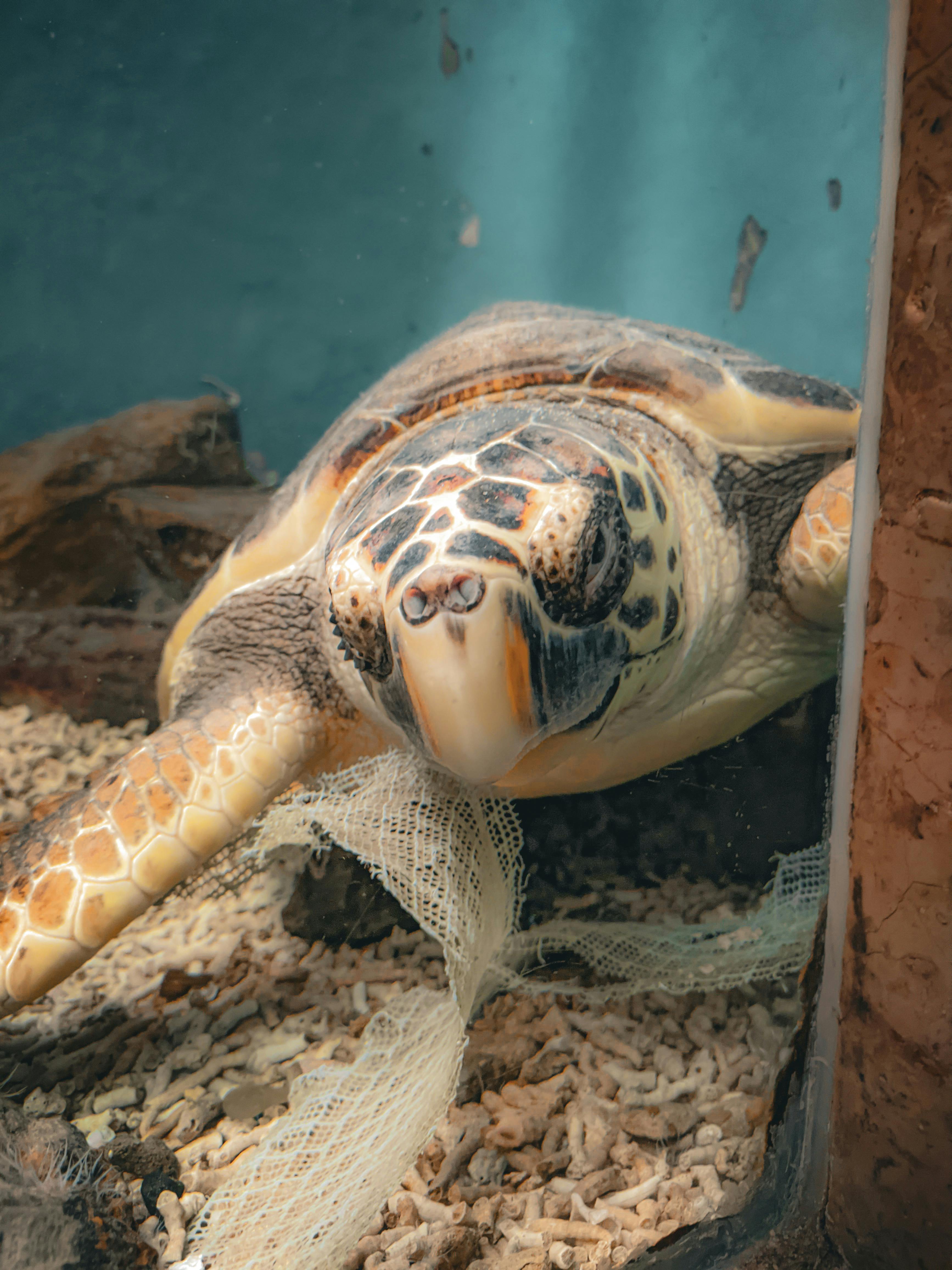 A close-up of a turtle | Source: Pexels