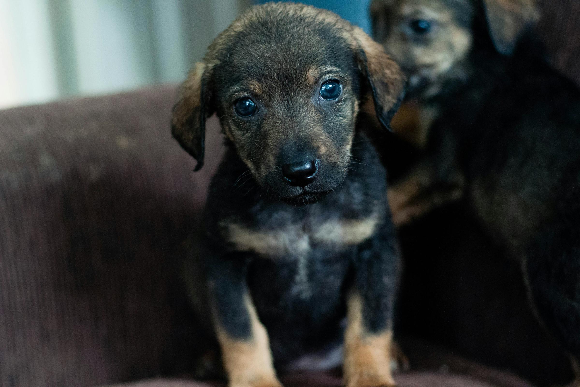 A cute puppy | Source: Pexels