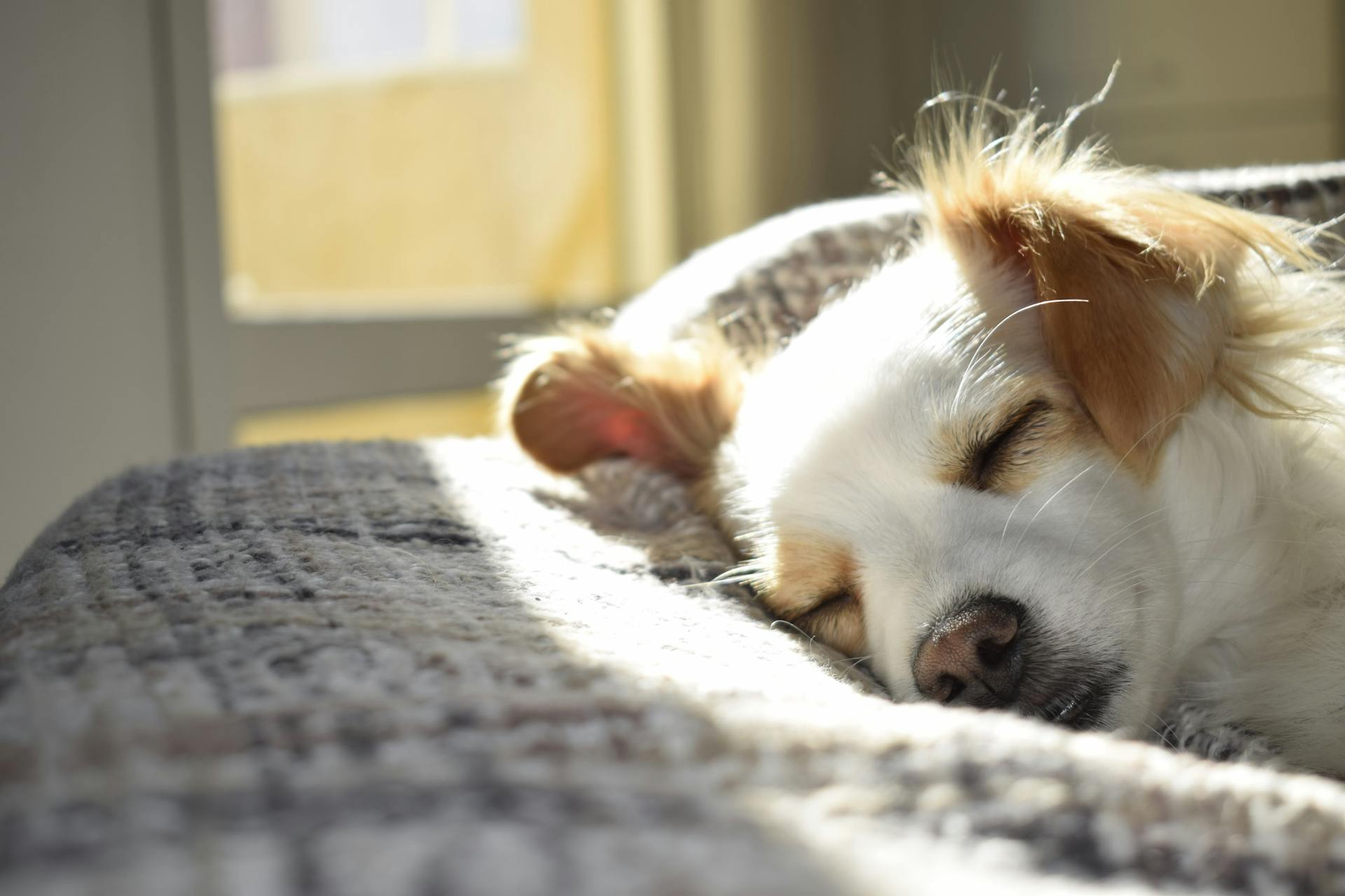 A dog sleeping | Source: Pexels