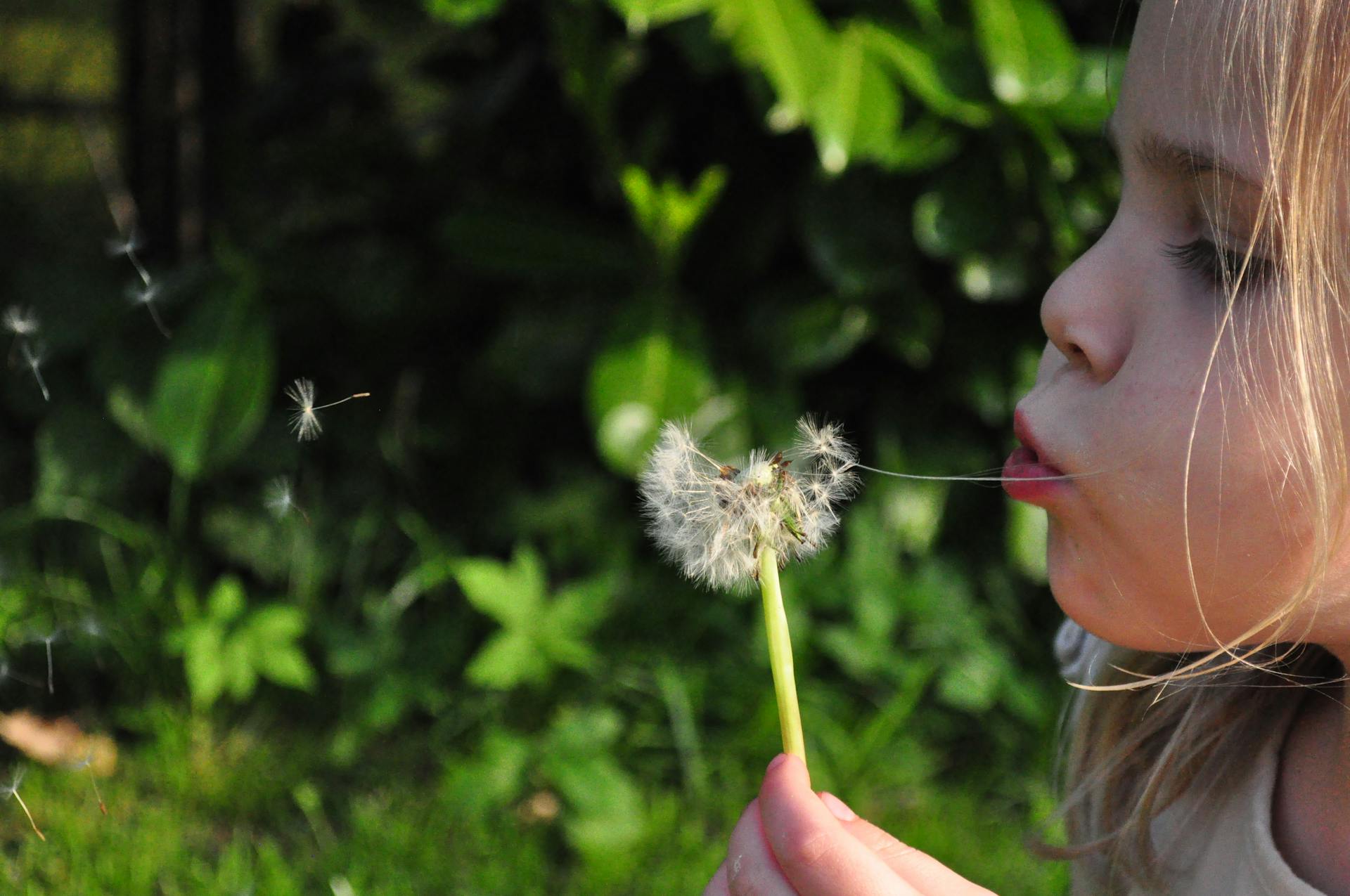 A little girl blowing a flower | Source: Pexels