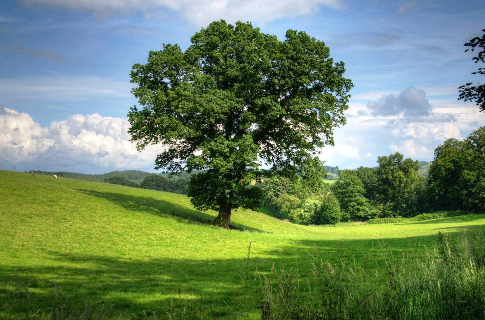 A tree on a hillside | Source: Pexels