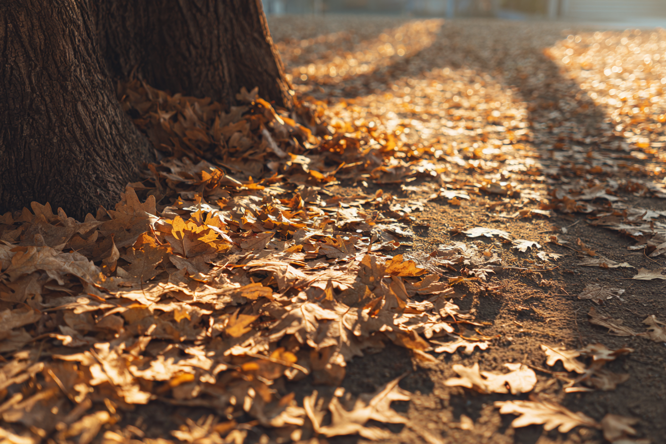 Fallen leaves in a park | Source: Midjourney