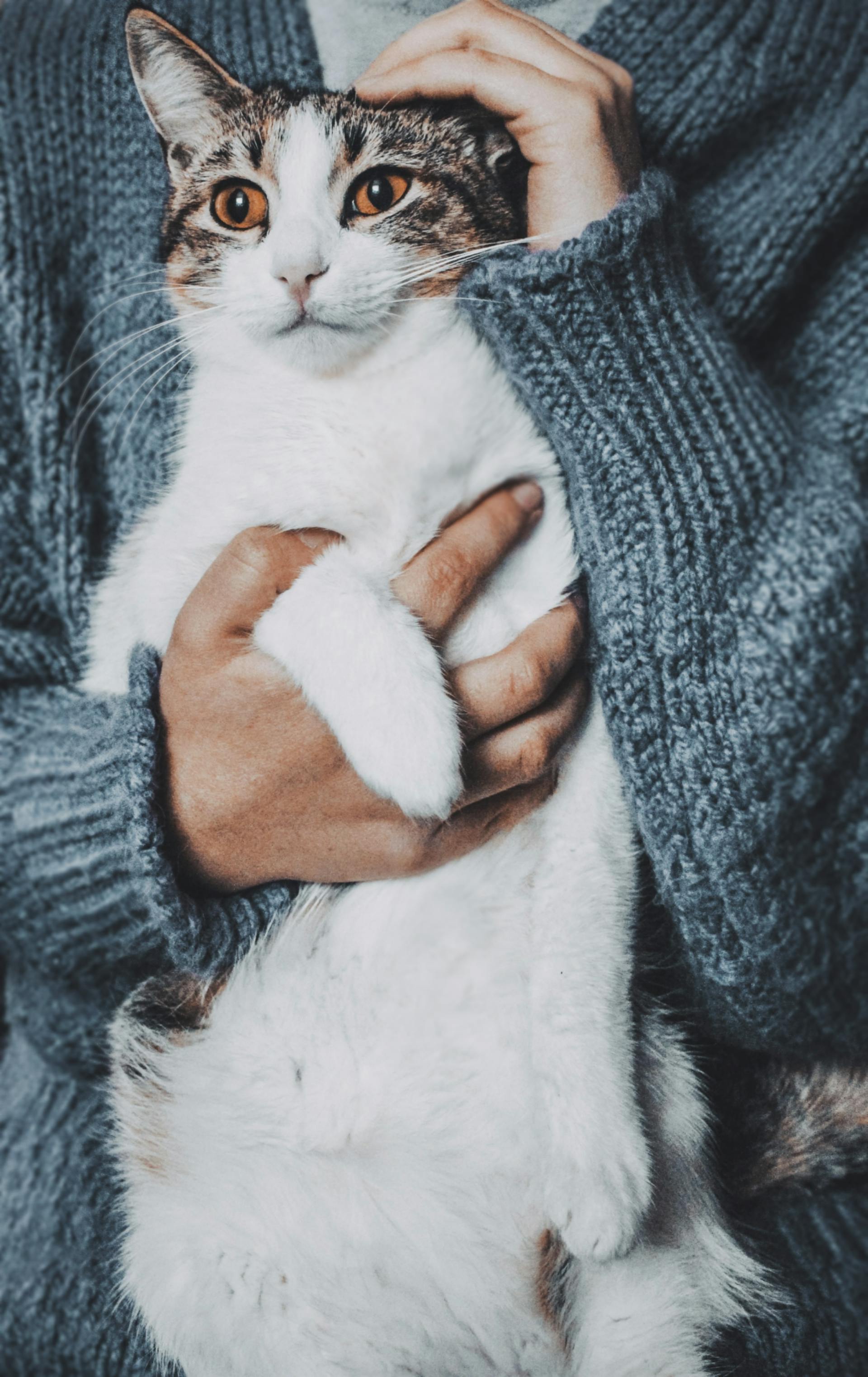 A woman holding a cat | Source: Pexels