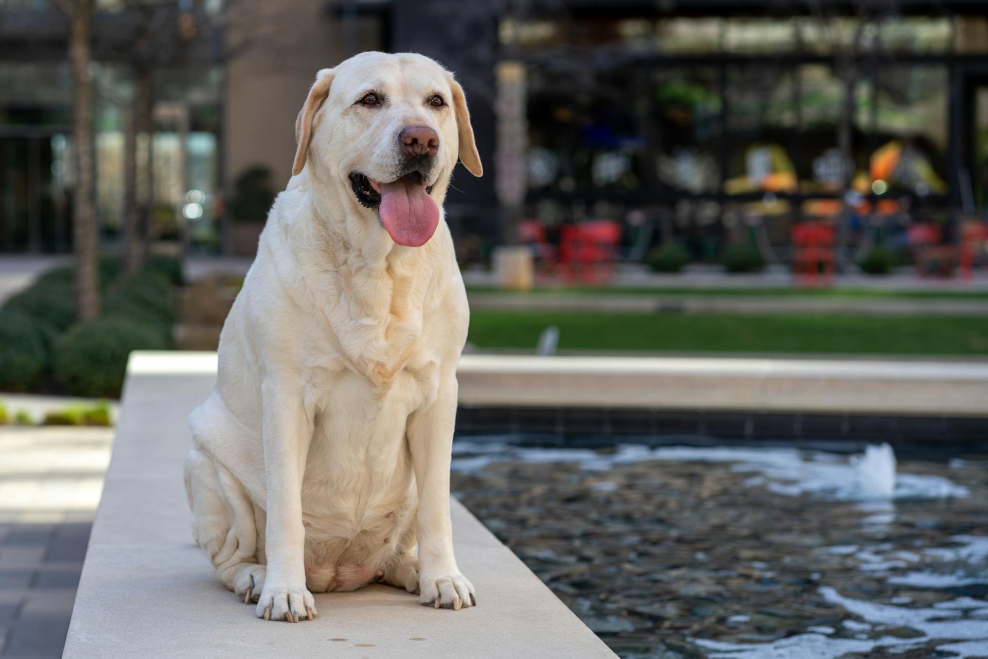 A dog sitting near water | Source: Pexels