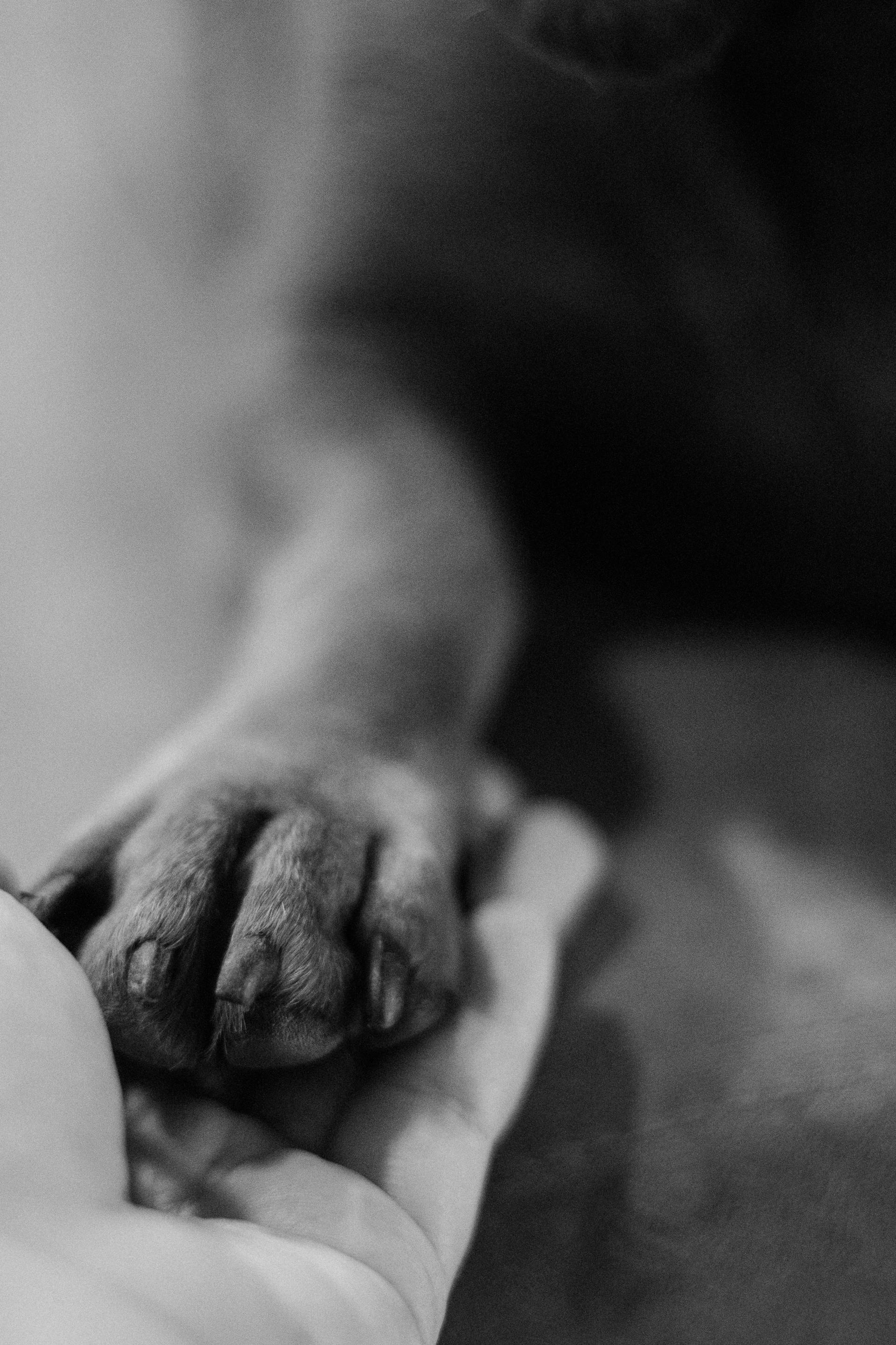 Grayscale shot of a dog giving his person a paw shake | Source: Pexels