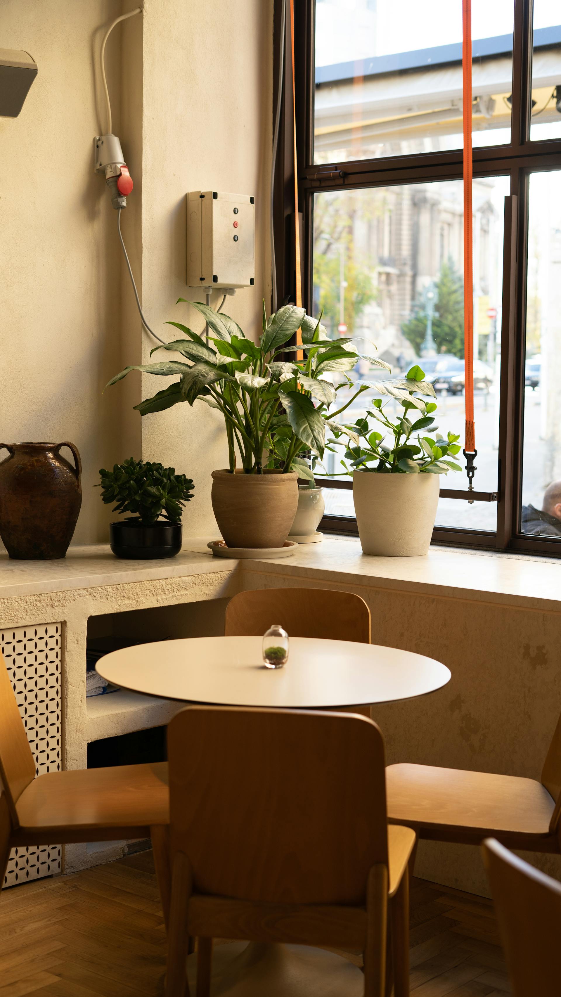 Plants in a café | Source: Pexels
