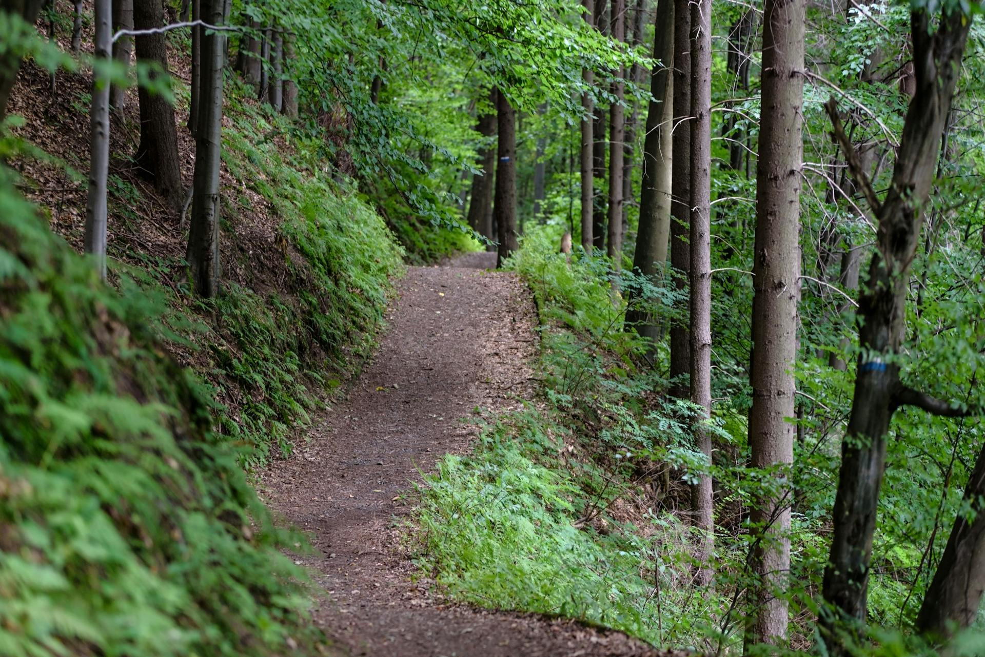 A hiking trail | Source: Pexels