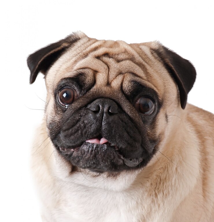 A pug looking at the camera | Source: Freepik