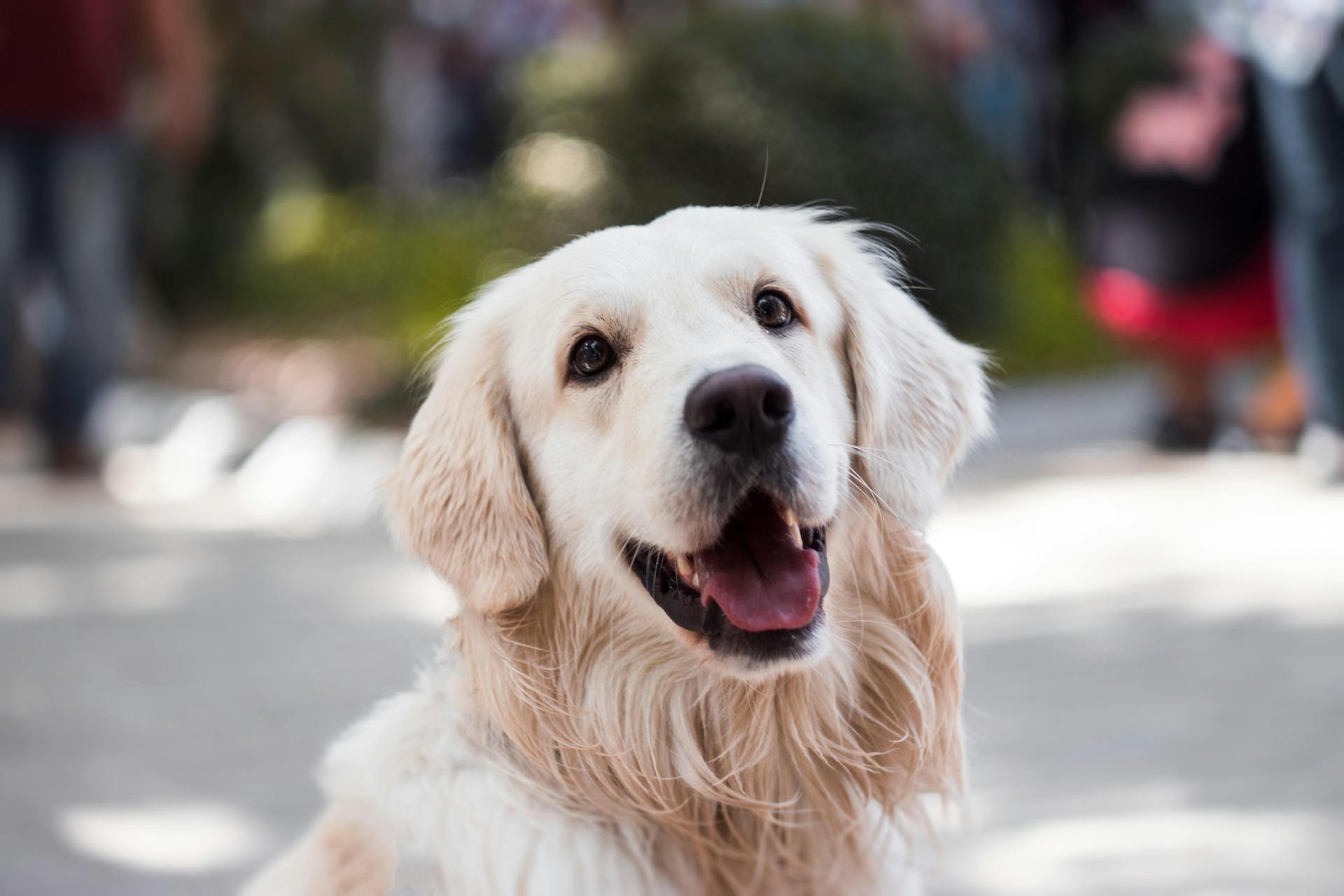 A golden retriever | Source: Pexels