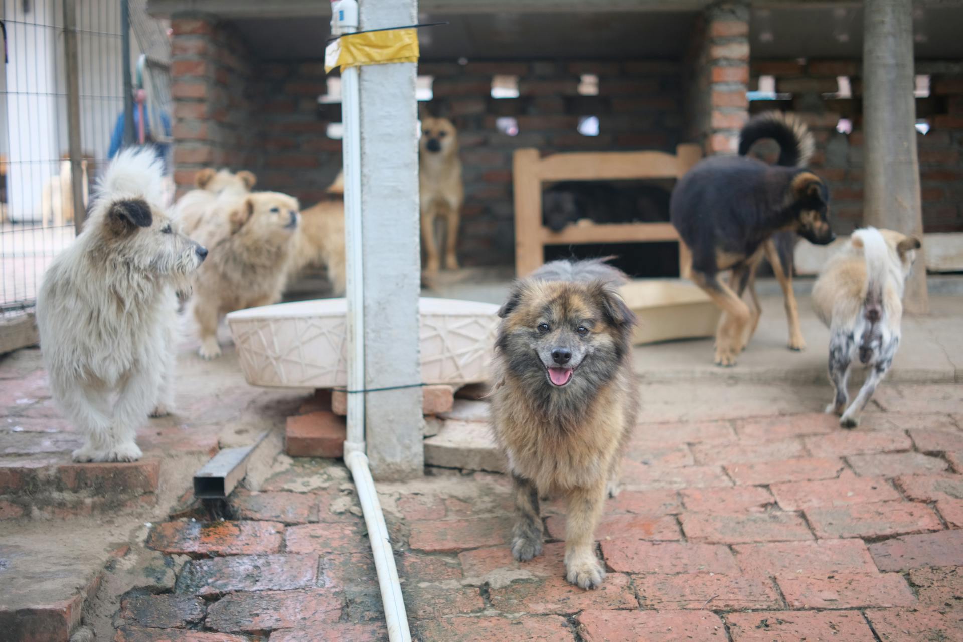 Dogs in an animal shelter | Source: Pexels