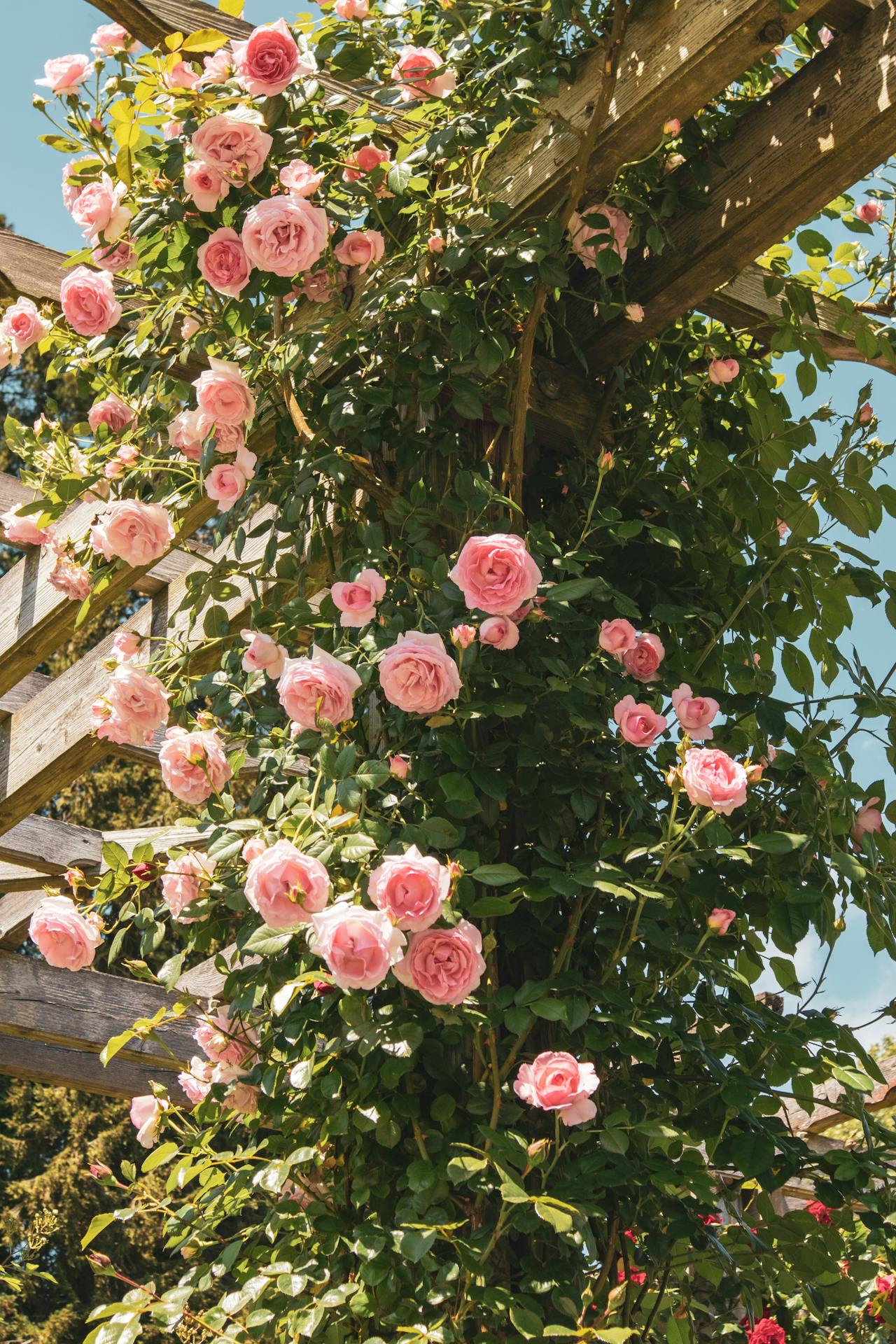 A blooming pink rose bush on a garden trellis | Source: Pexels