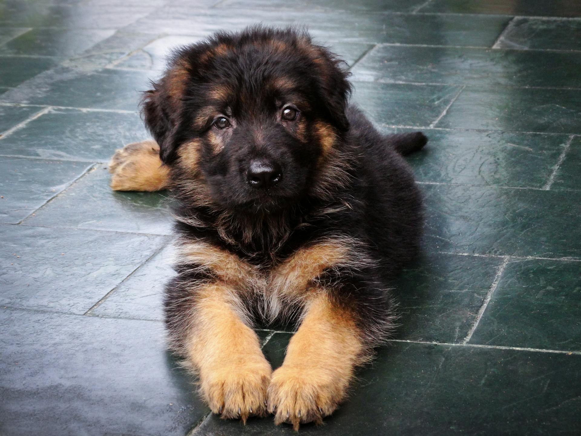 A puppy sitting on the floor | Source: Pexels