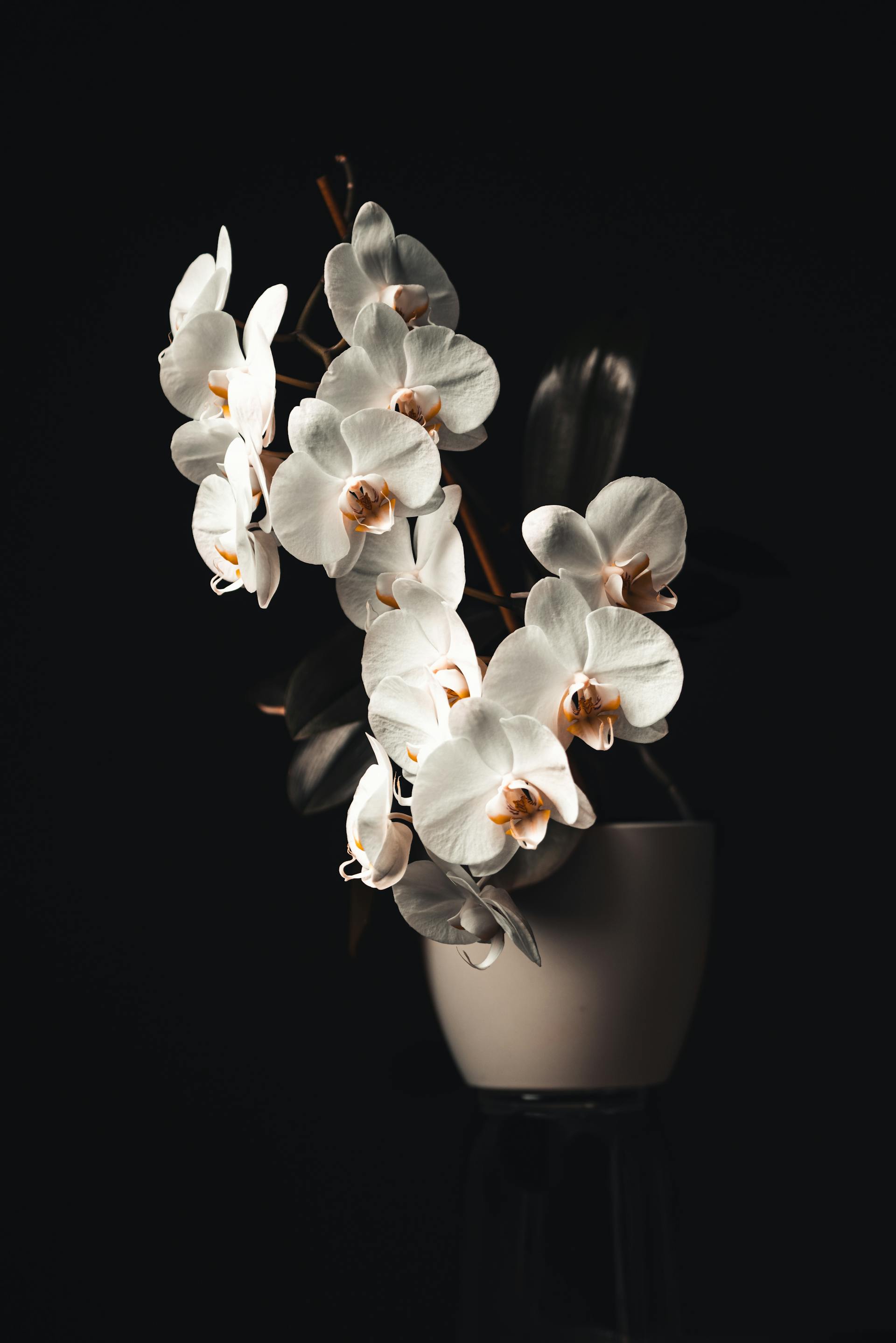 White orchids growing in a pot | Source: Pexels