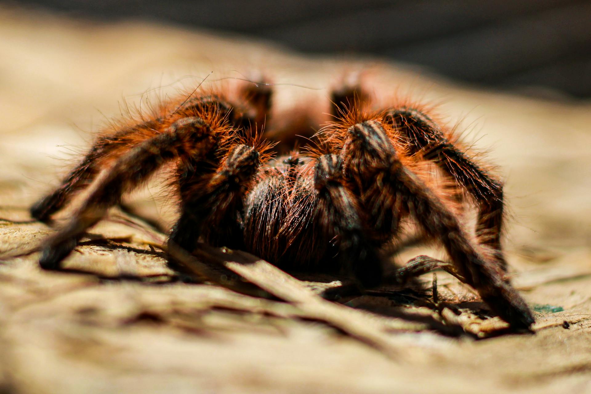 A tarantula | Source: Pexels