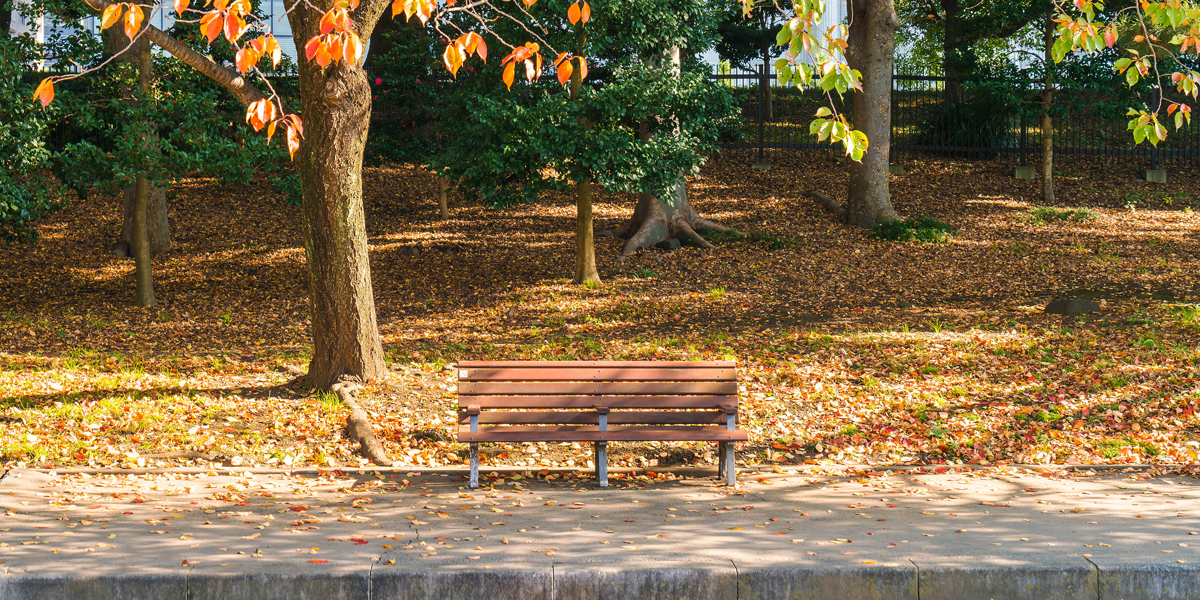 A bench in a park during the autumn season | Source: Freepik