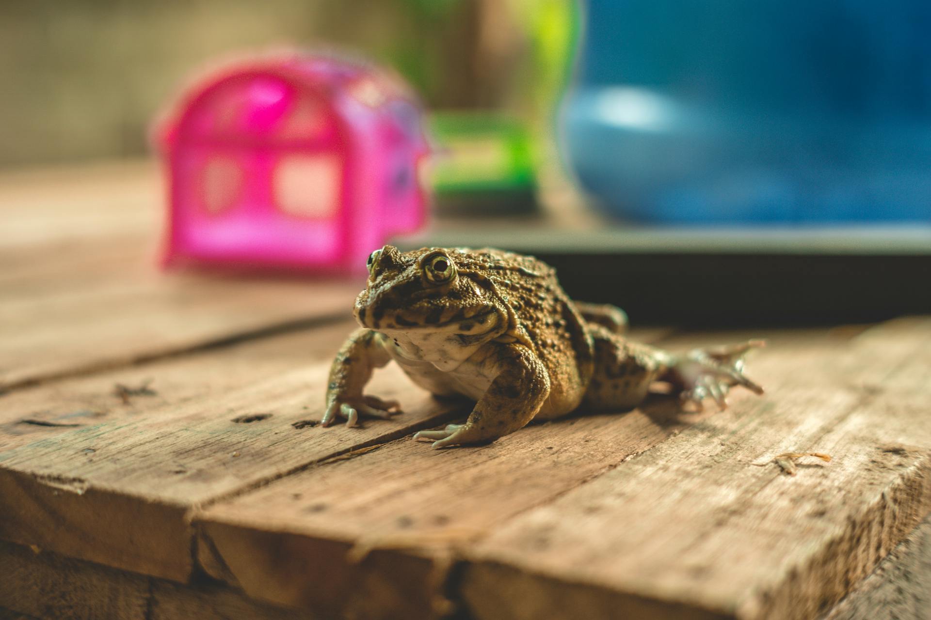 A frog on a table | Source: Pexels