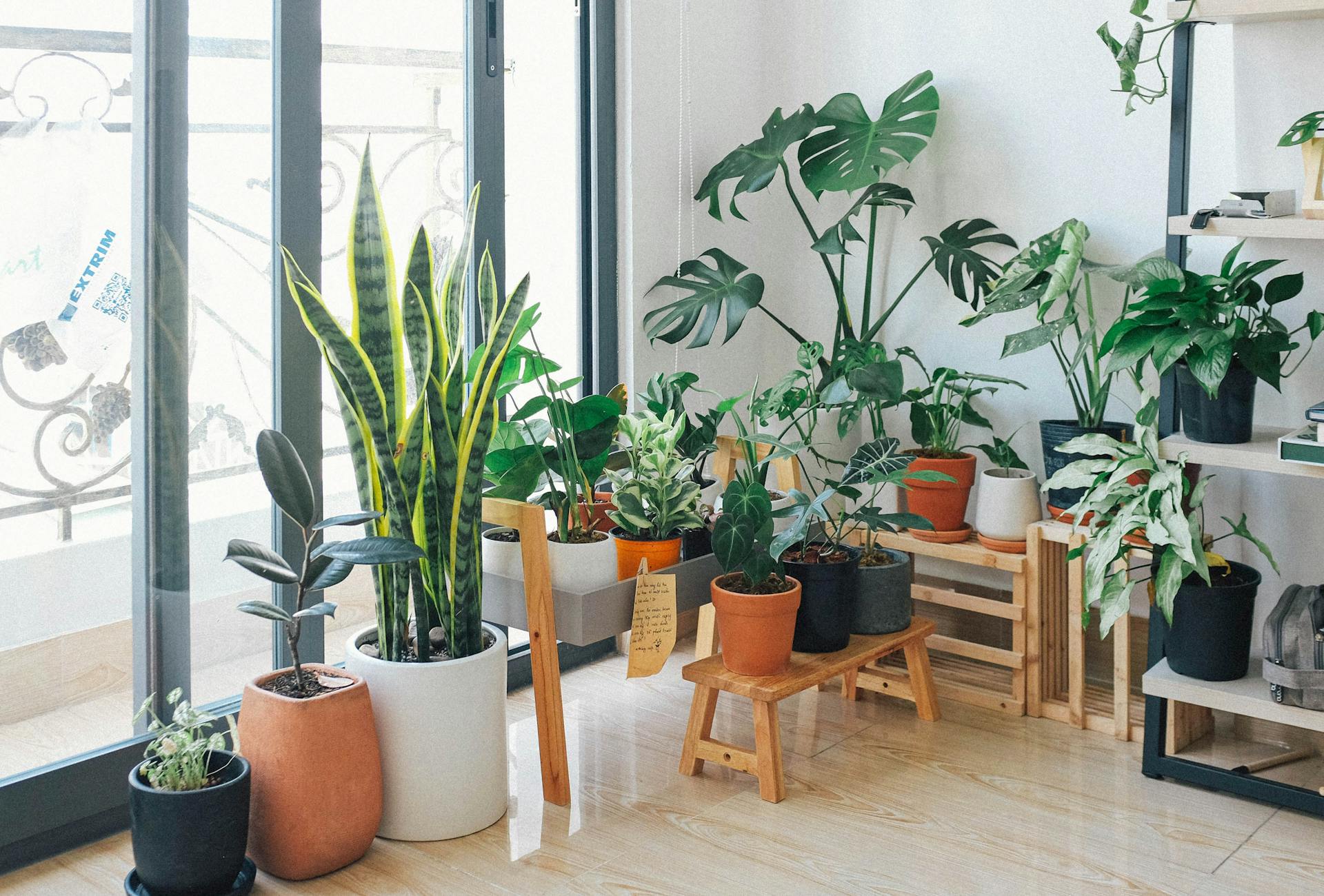 Plants in a house | Source: Pexels