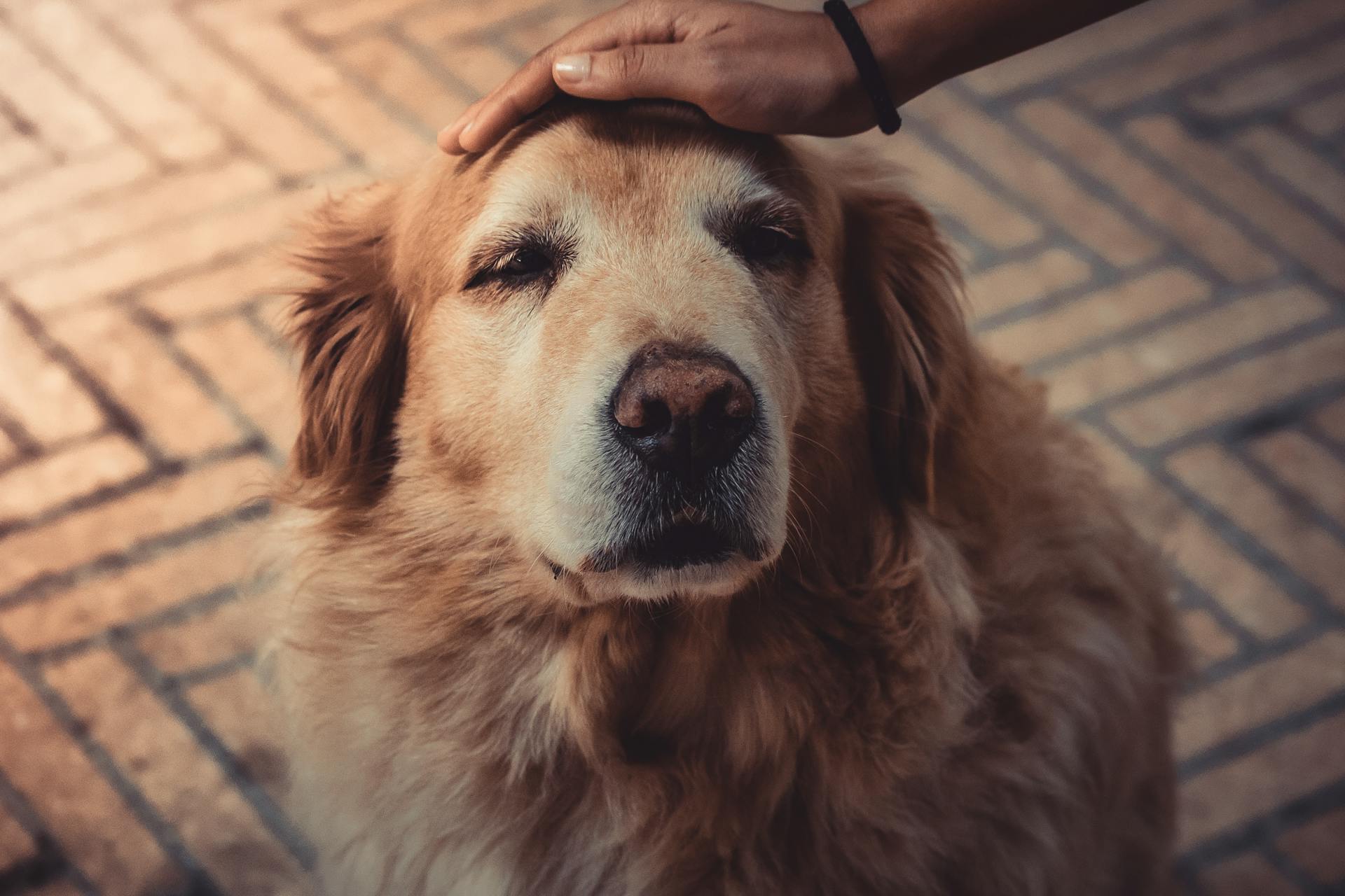 A dog | Source: Pexels