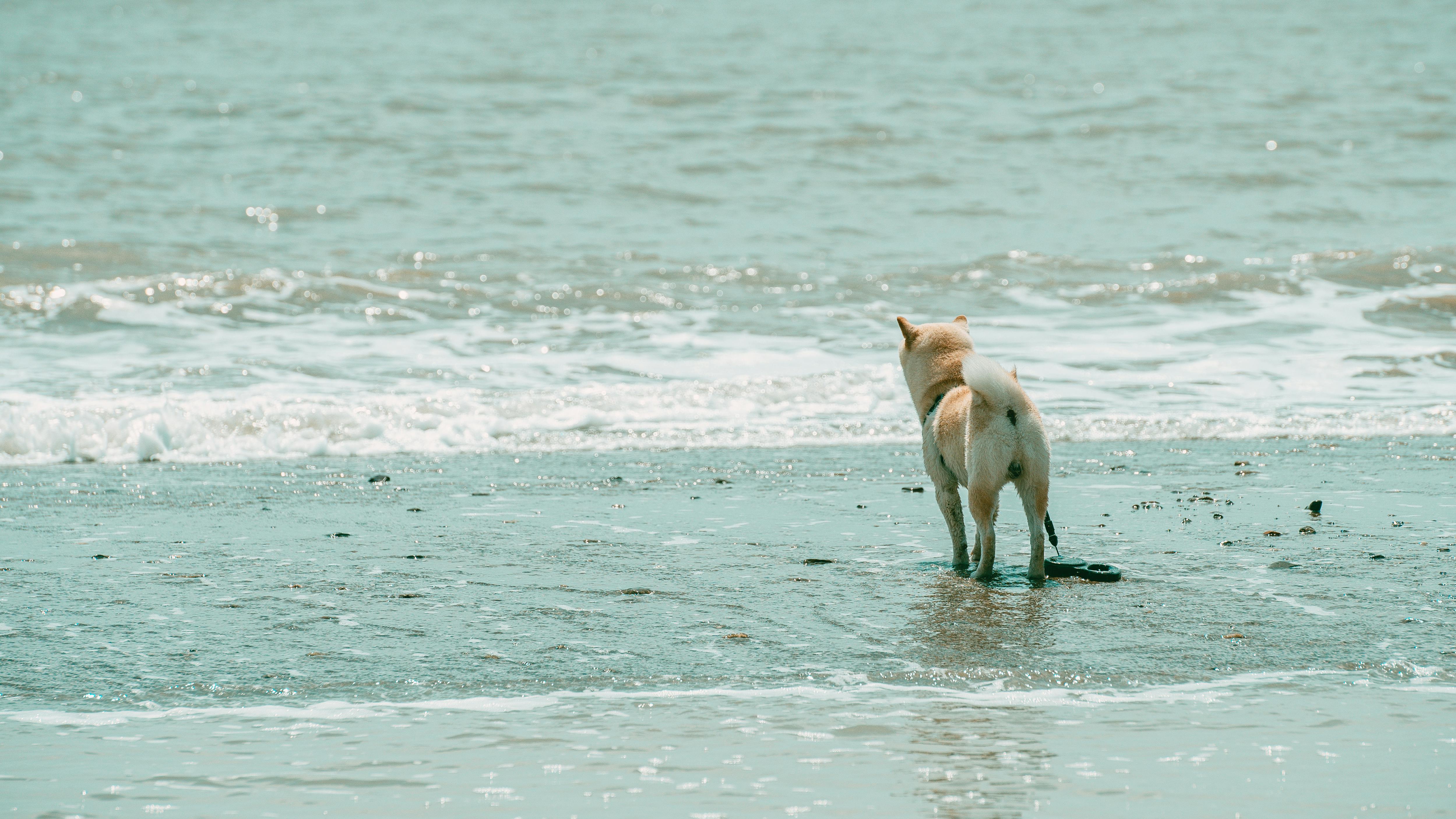 A dog at the beach | Source: Pexels