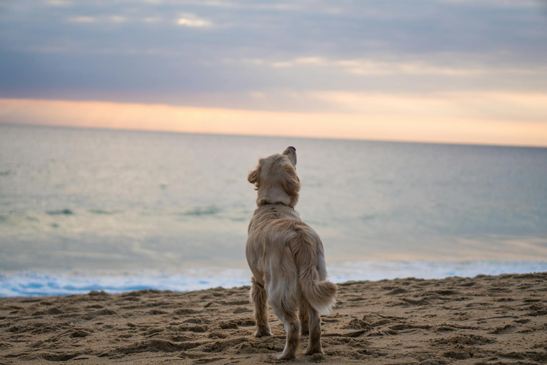 A dog at a beach | Source: Pexels