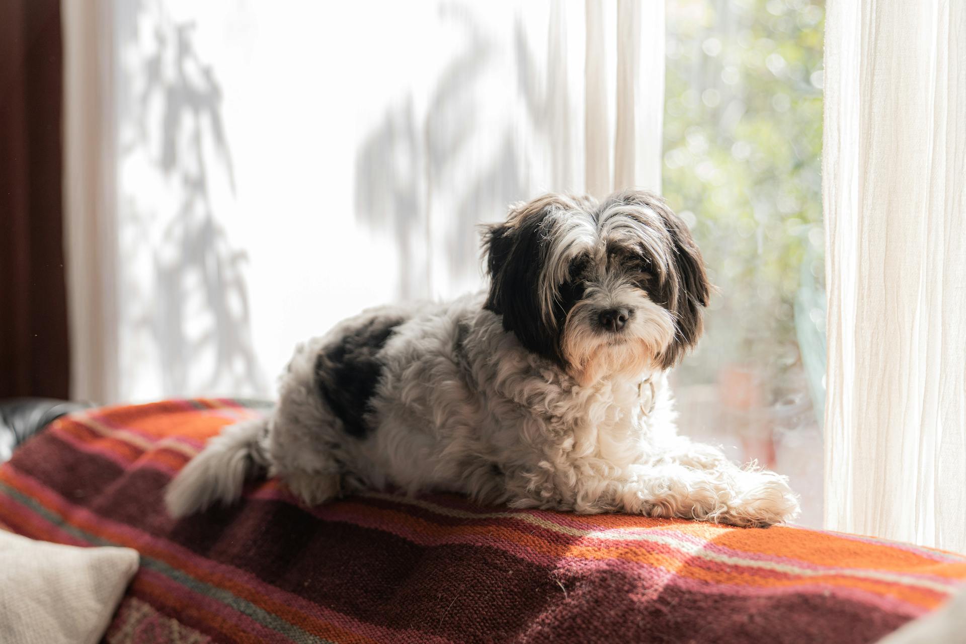 A dog lying in a sunny spot | Source: Pexels