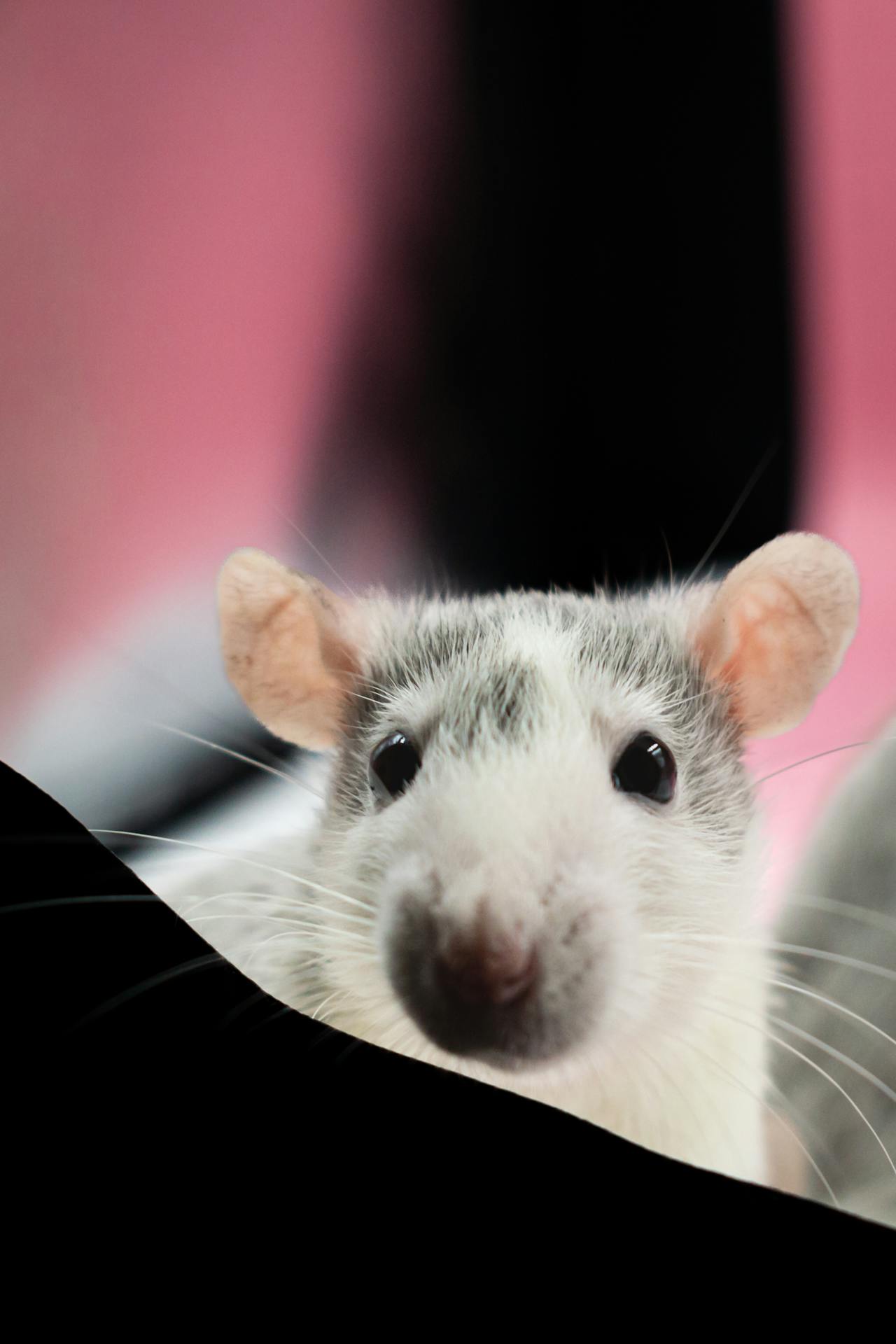 Close-up shot of a pet rat | Source: Pexels