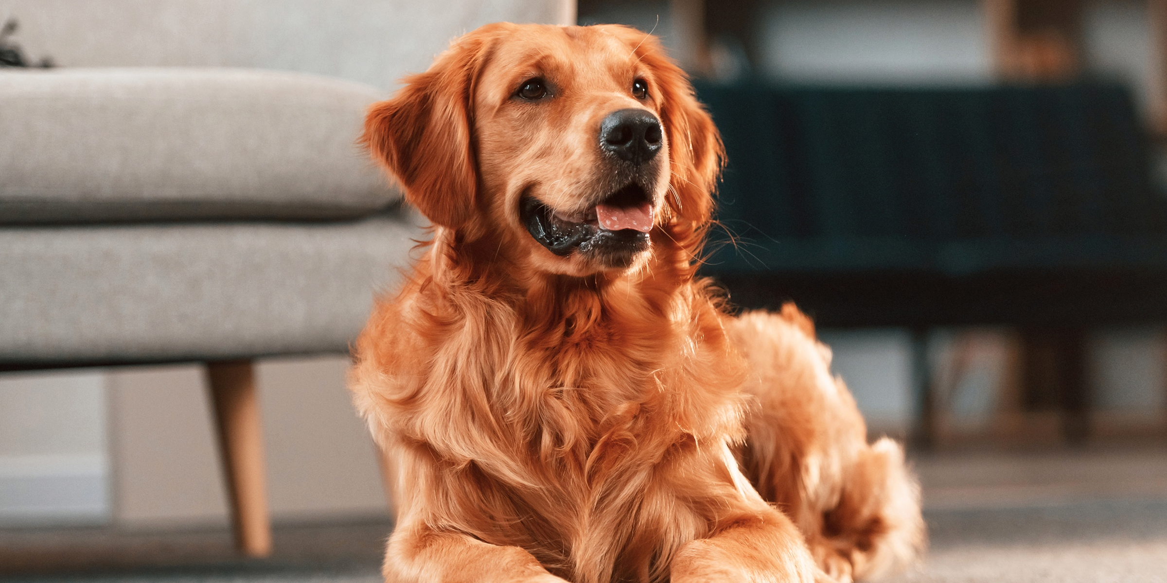 A dog sitting in a room | Source: Shutterstock