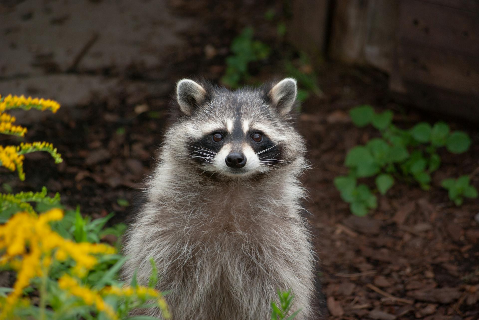 A raccoon | Source: Pexels