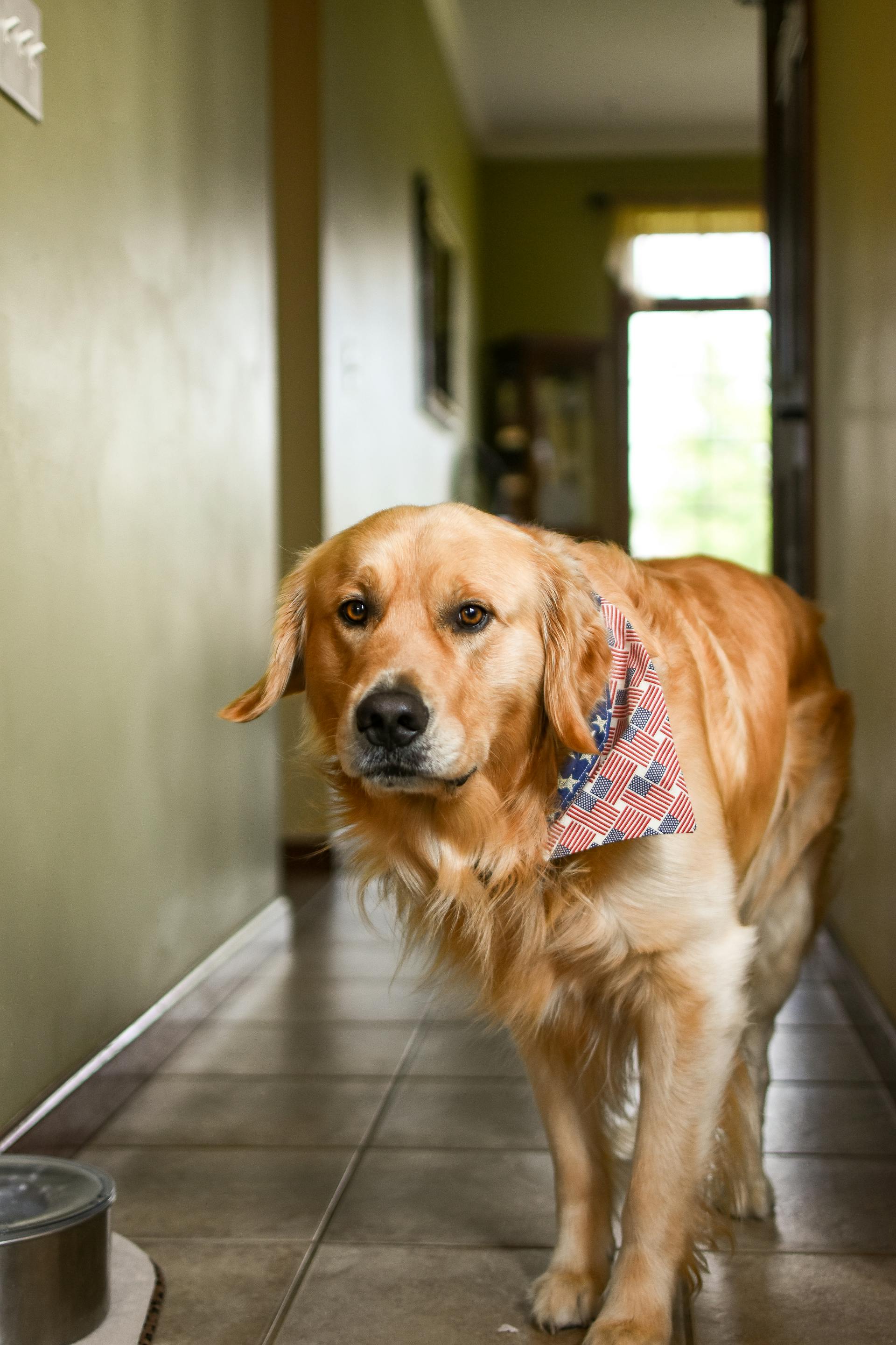 A Golden Retriever standing in the hallway | Source: Pexels