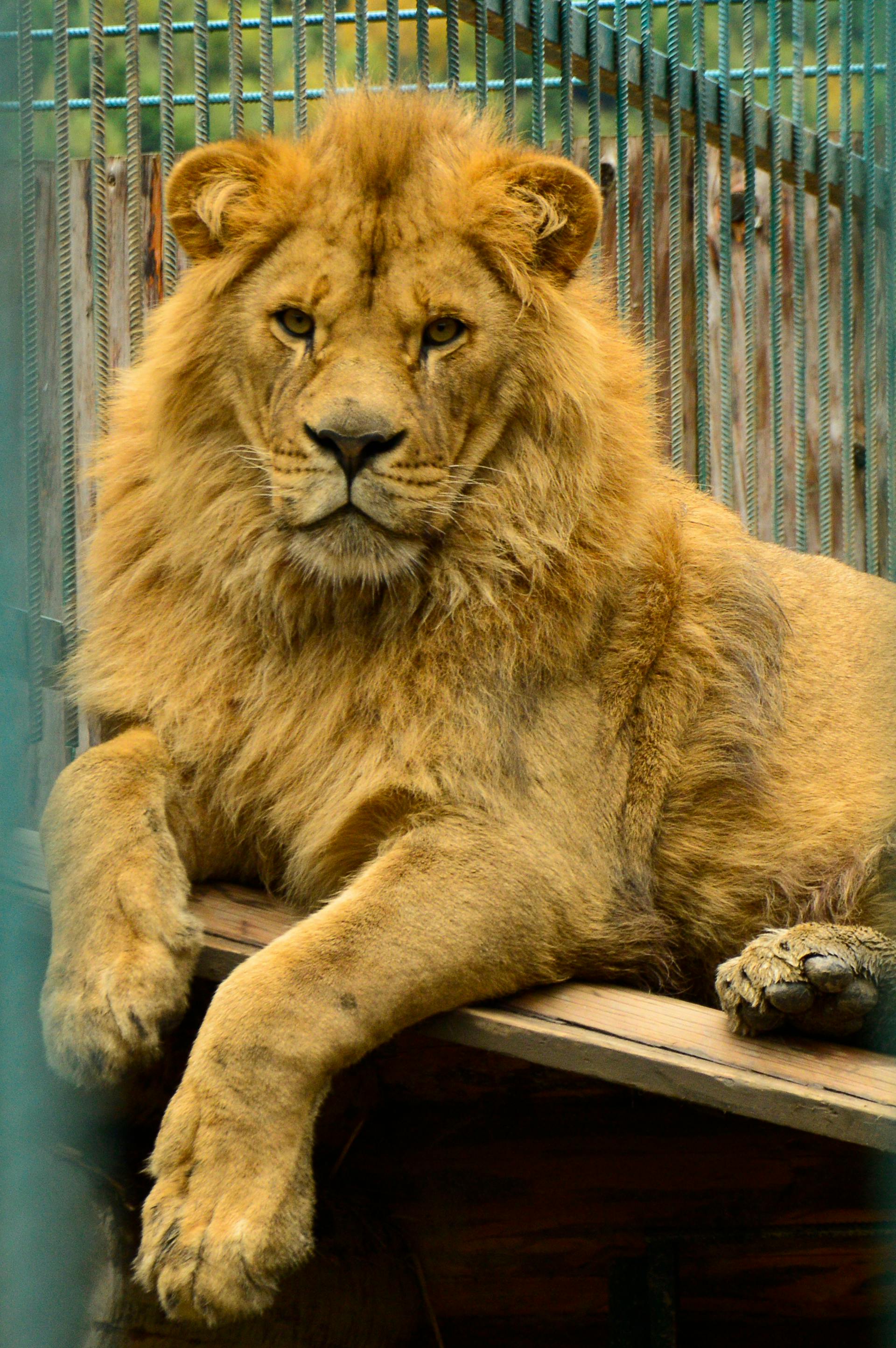 A closeup shot of a lion in a zoo | Source: Pexels