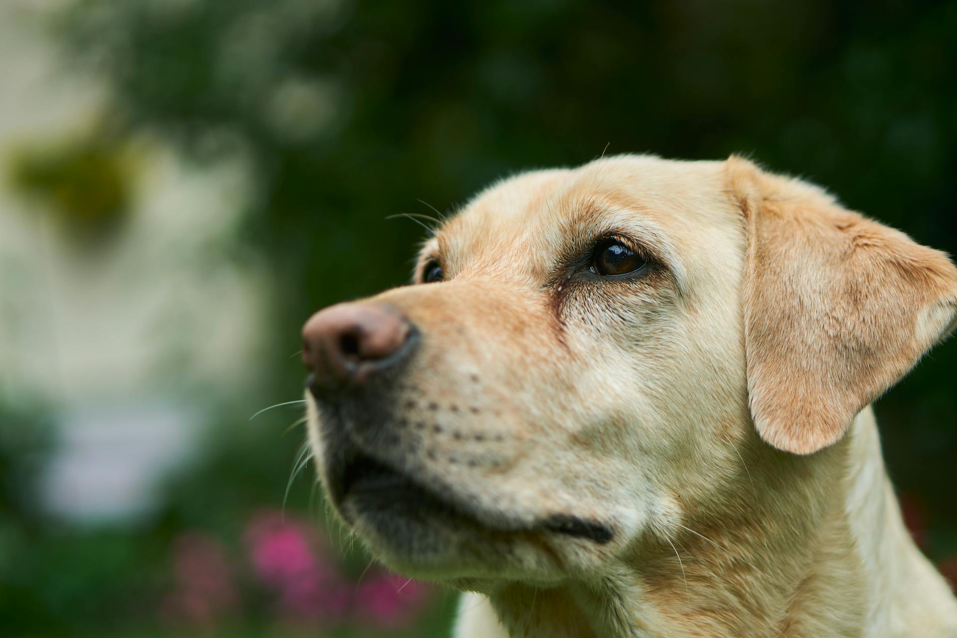 A close-up shot of a dog | Source: Pexels