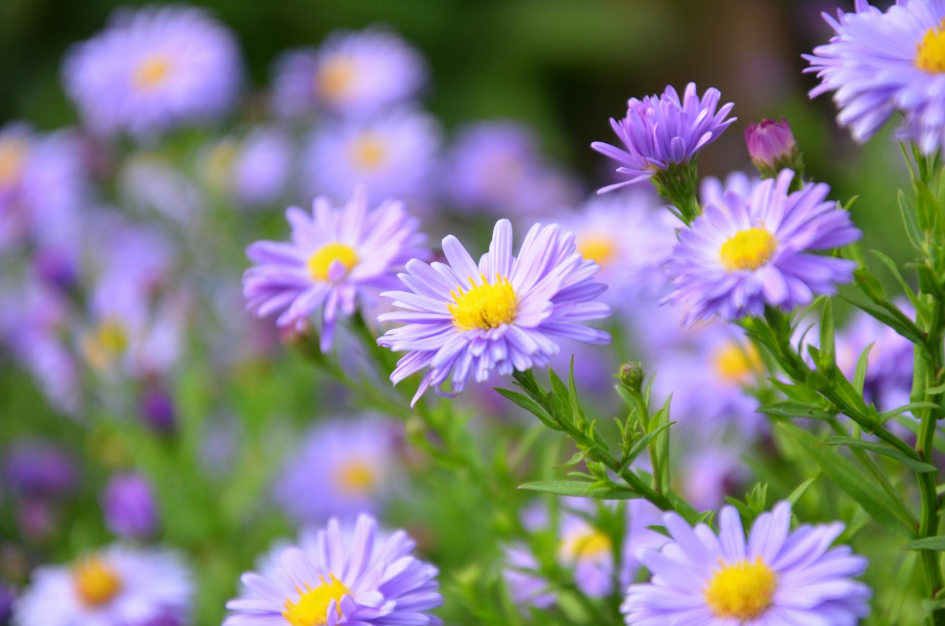 Daisies growing in a garden | Source: Pexels