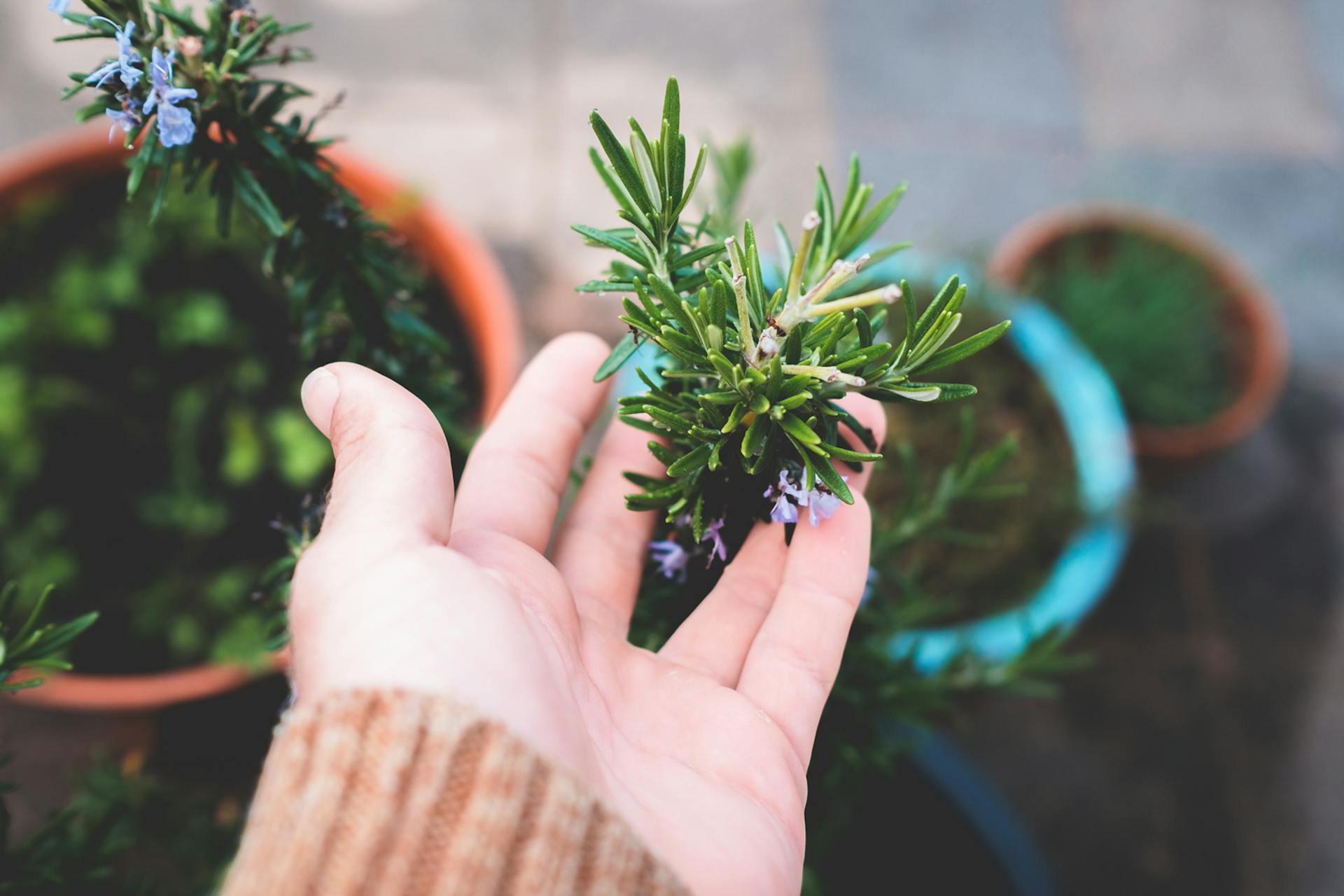 A close-up shot of a person touching a potted rosemary plant | Source: Pexels