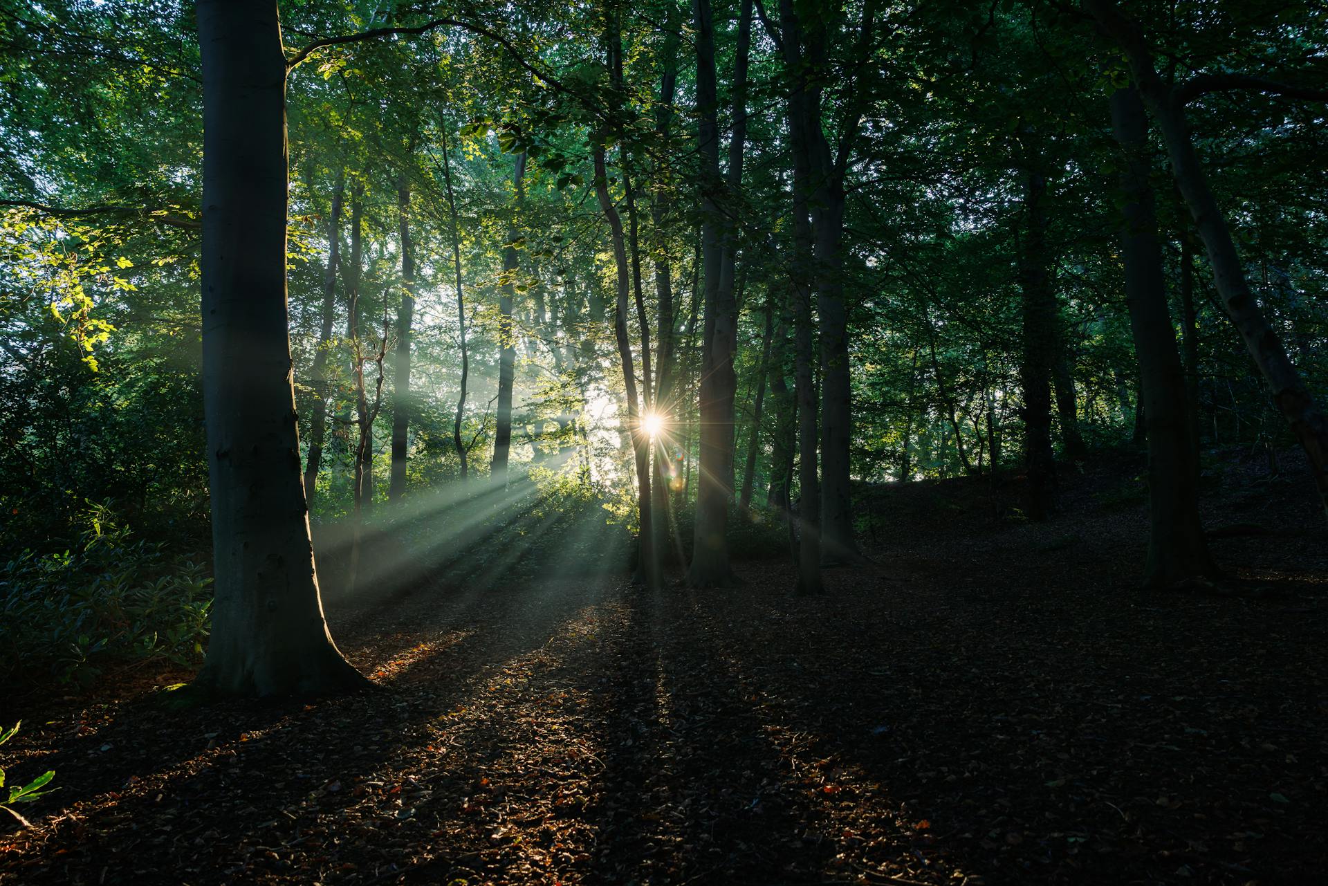 A path between the trees | Source: Pexels