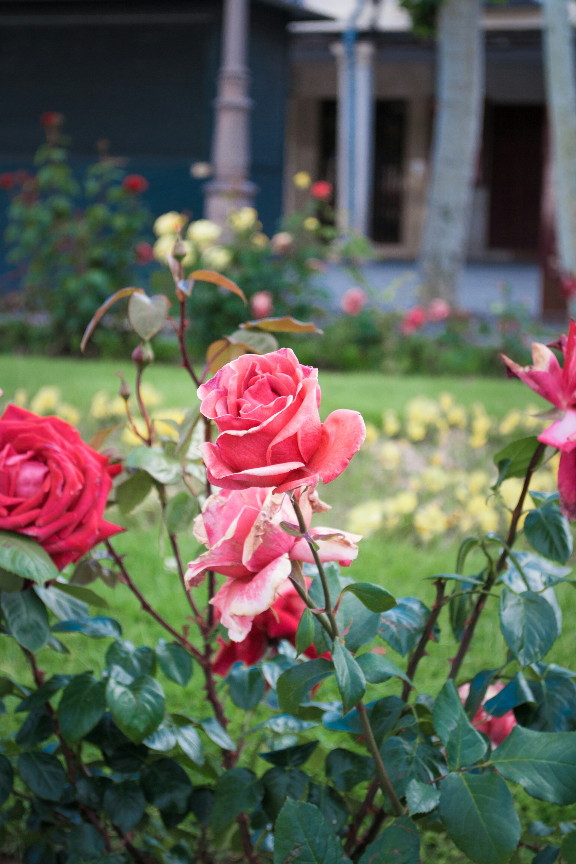 A beautiful garden outside a house | Source: Unsplash