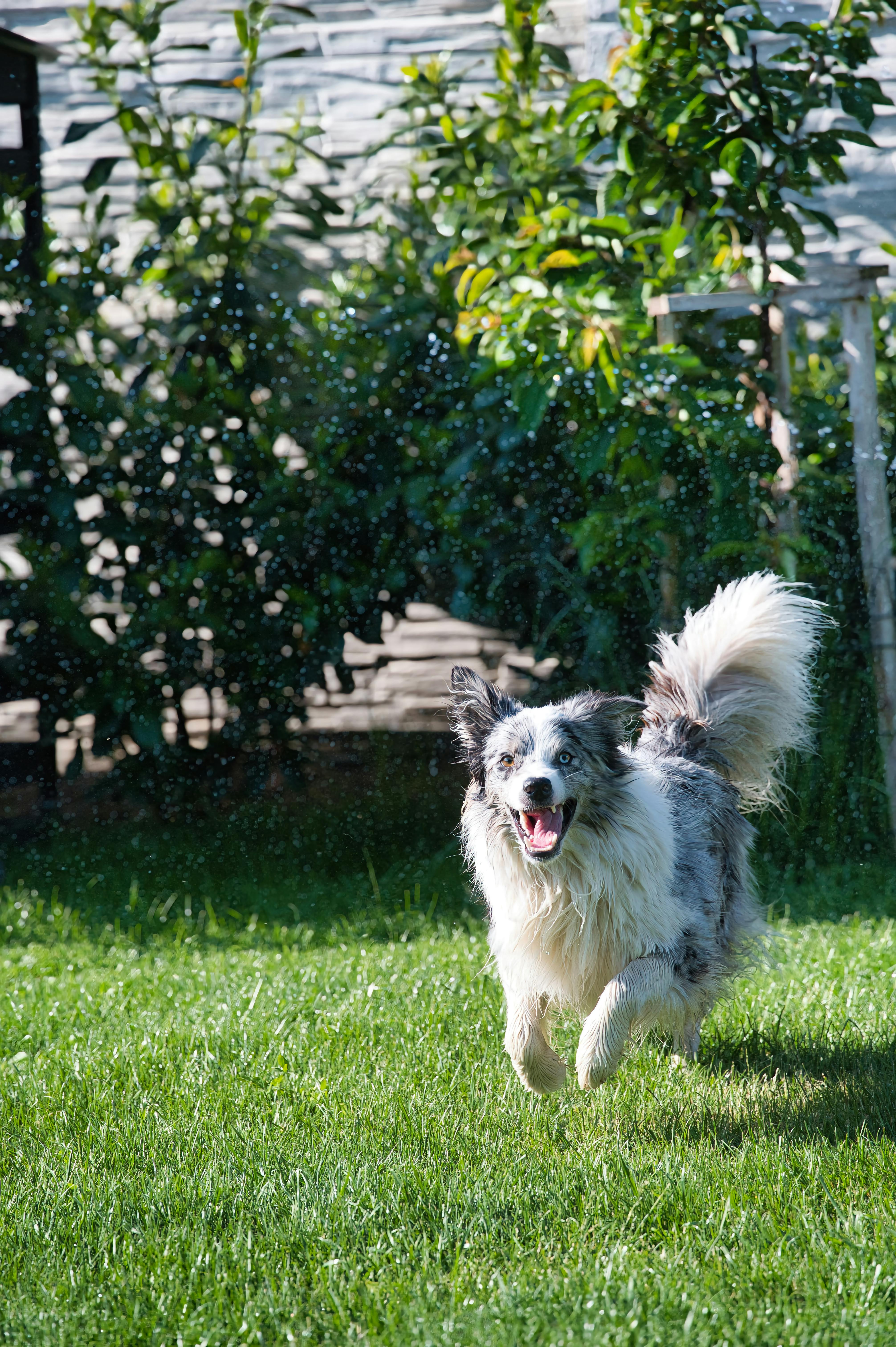 A dog, running | Source: Unsplash