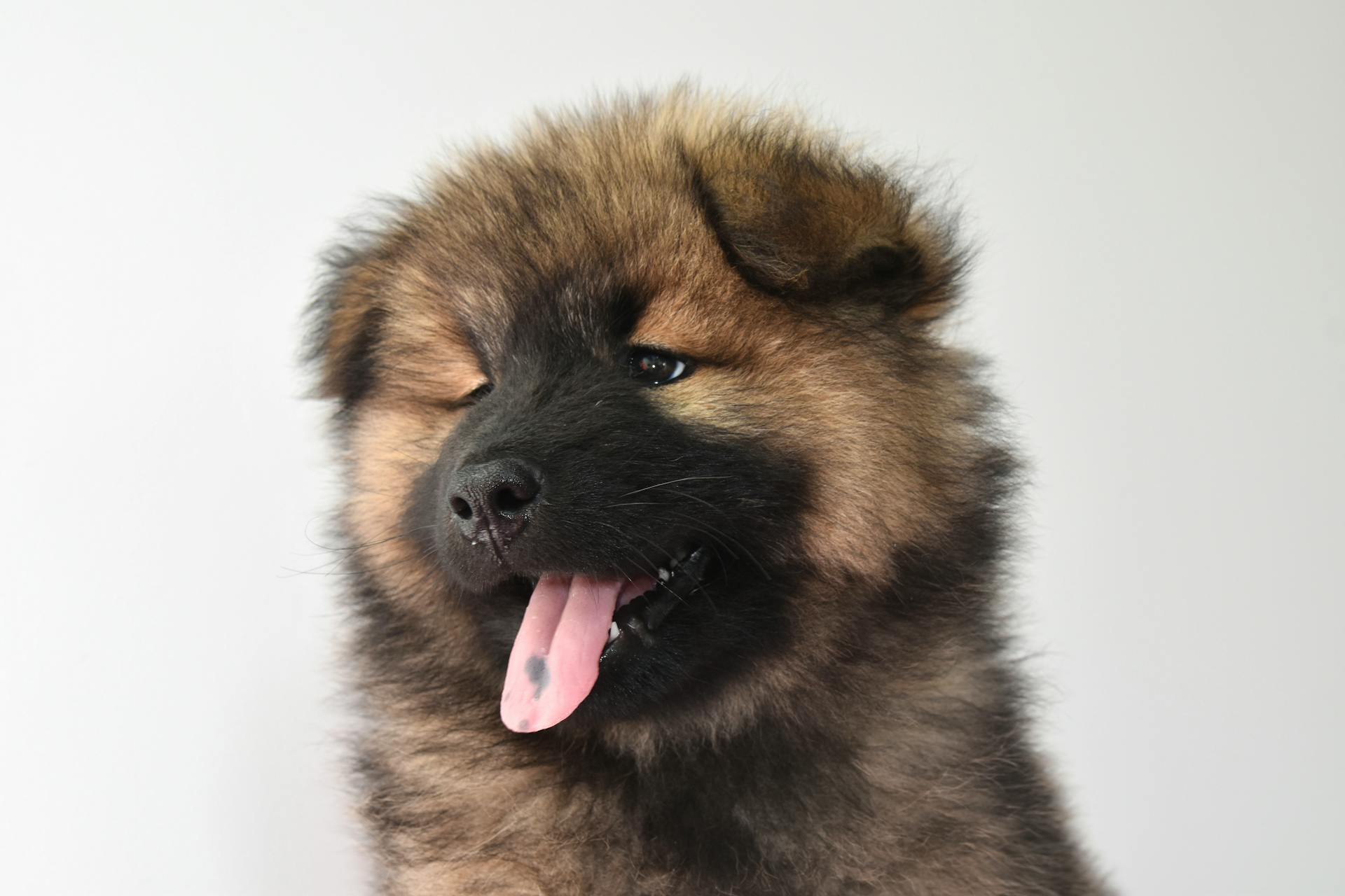 Close-up shot of an adorable puppy | Source: Pexels