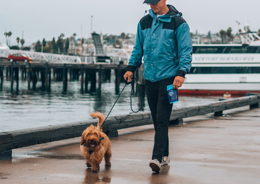 Walking the dog | Source: Unsplash