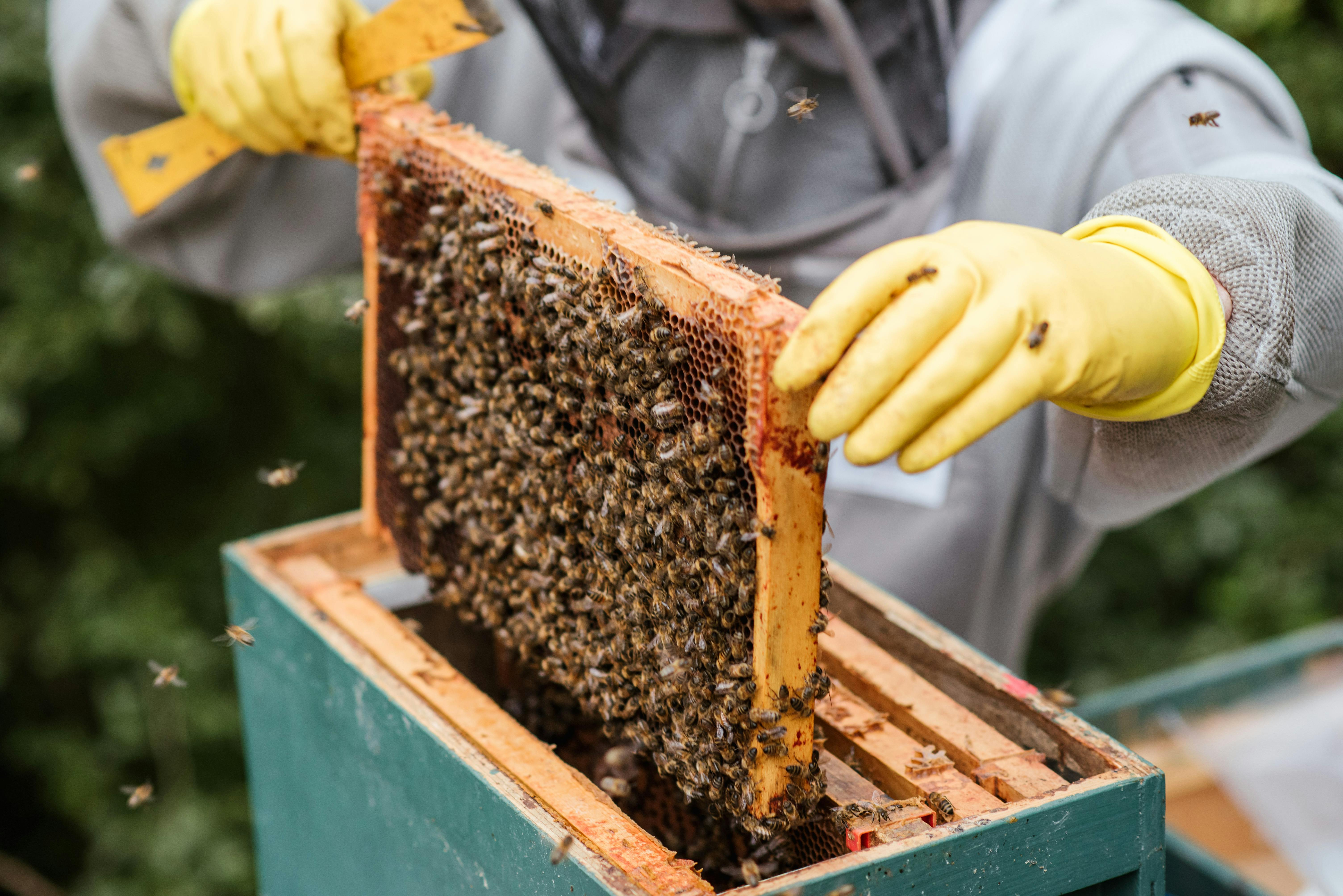 Farmer taking honeycomb from beehive | Source: Pexels