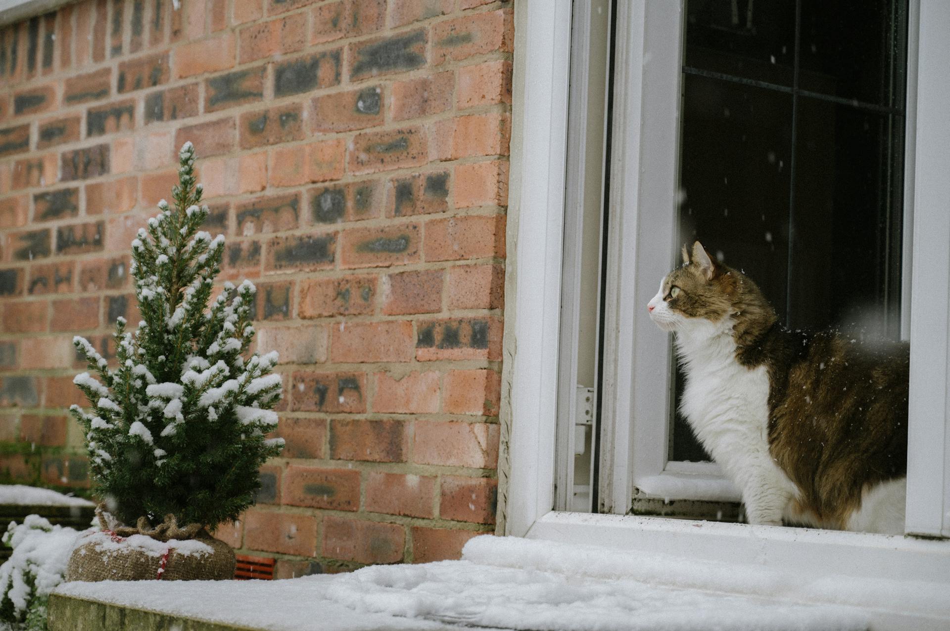 A cat sitting in the snow outside a window | Source: Pexels