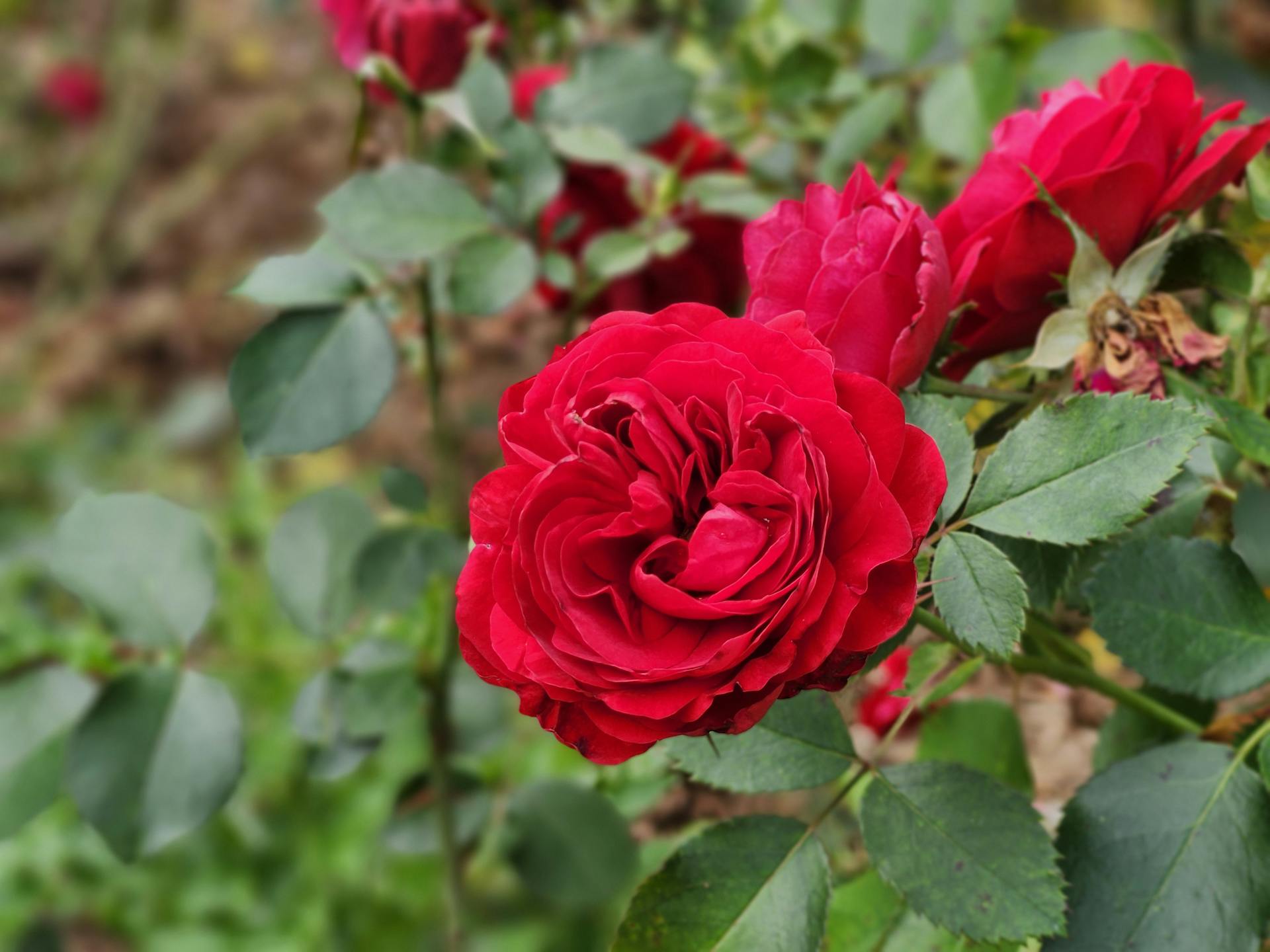 Vibrant red roses blooming in a garden | Source: Pexels