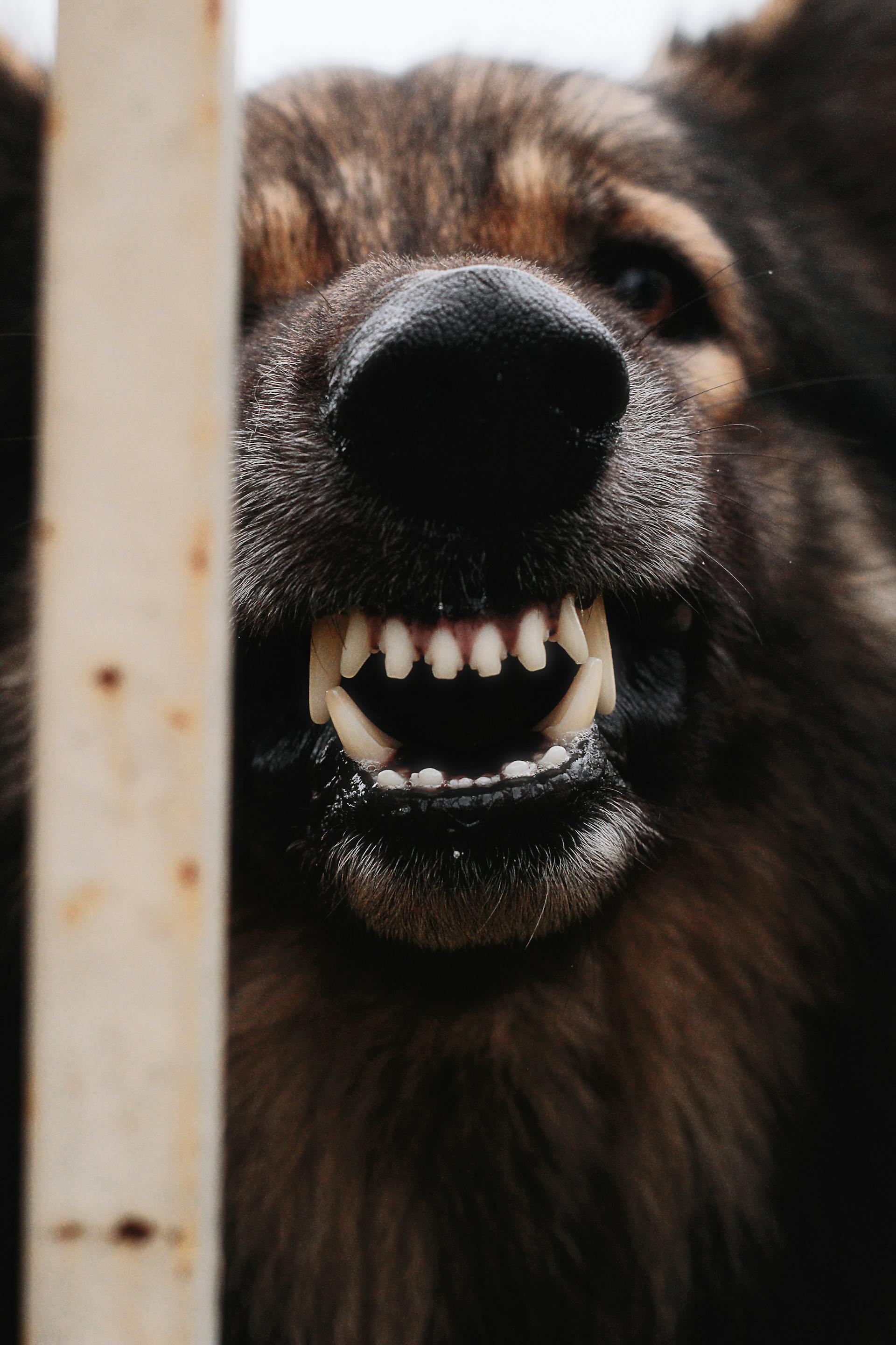 A dog showing its teeth | Source: Pexels