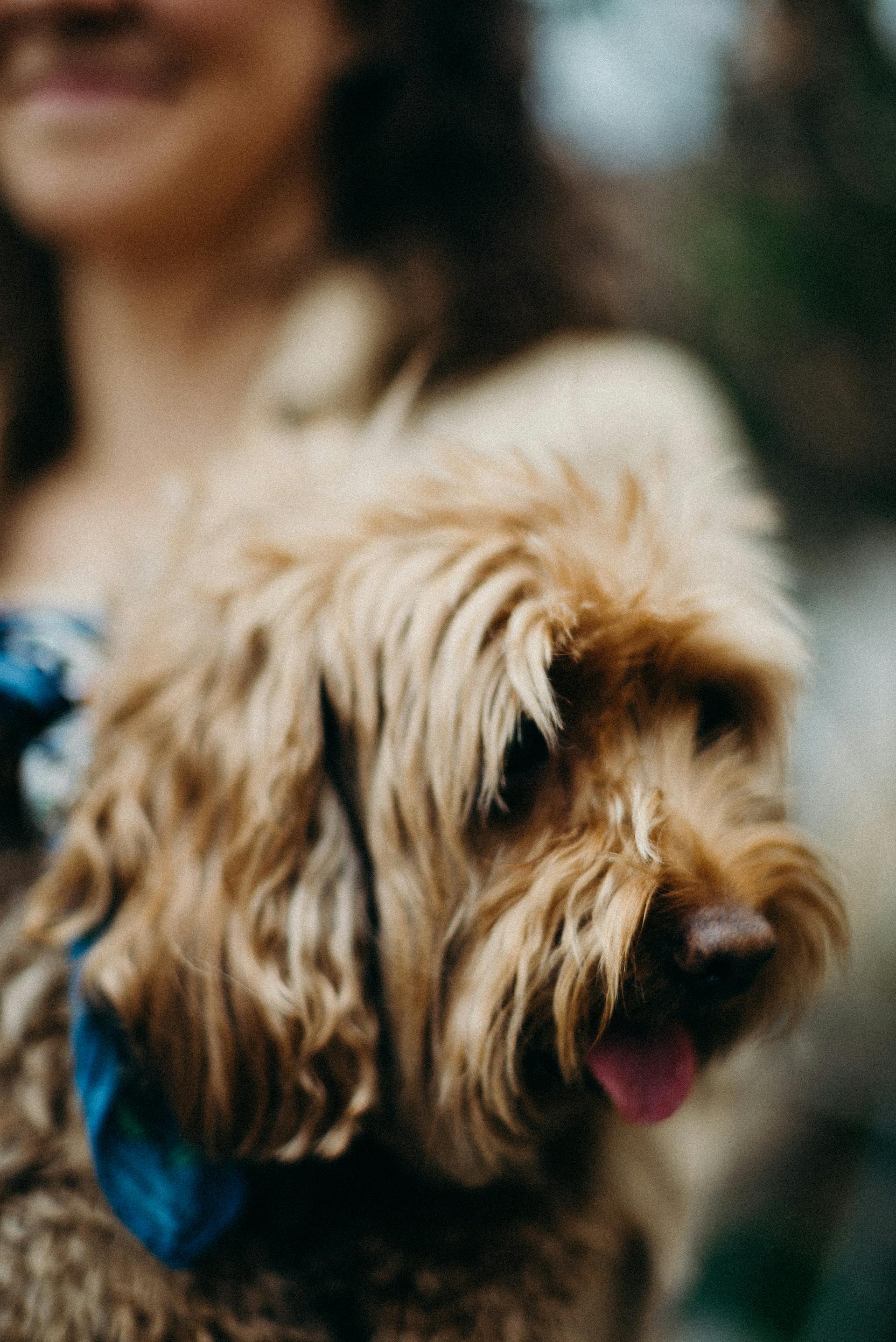 A woman holding a dog | Source: Pexels
