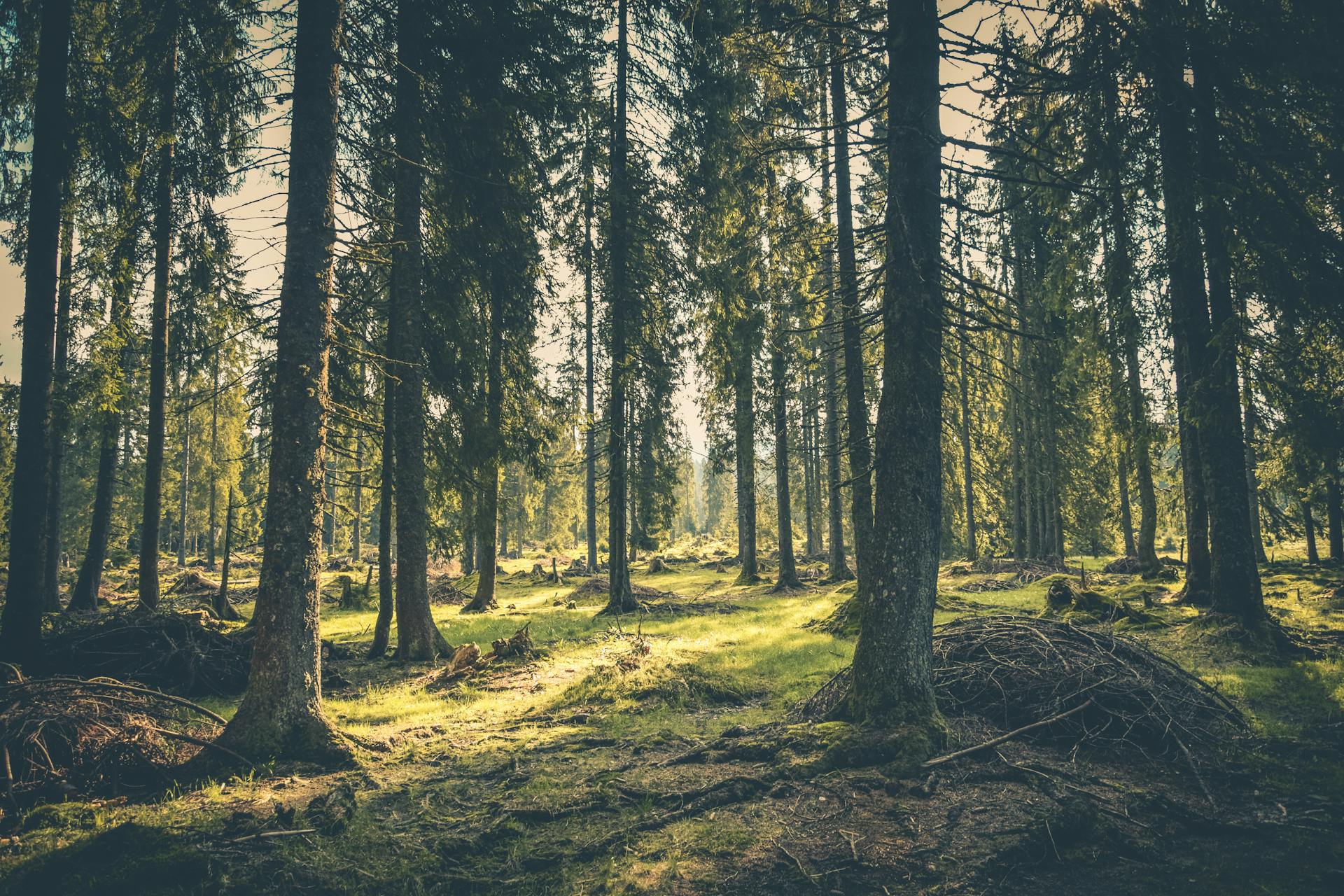 The woods | Source: Pexels