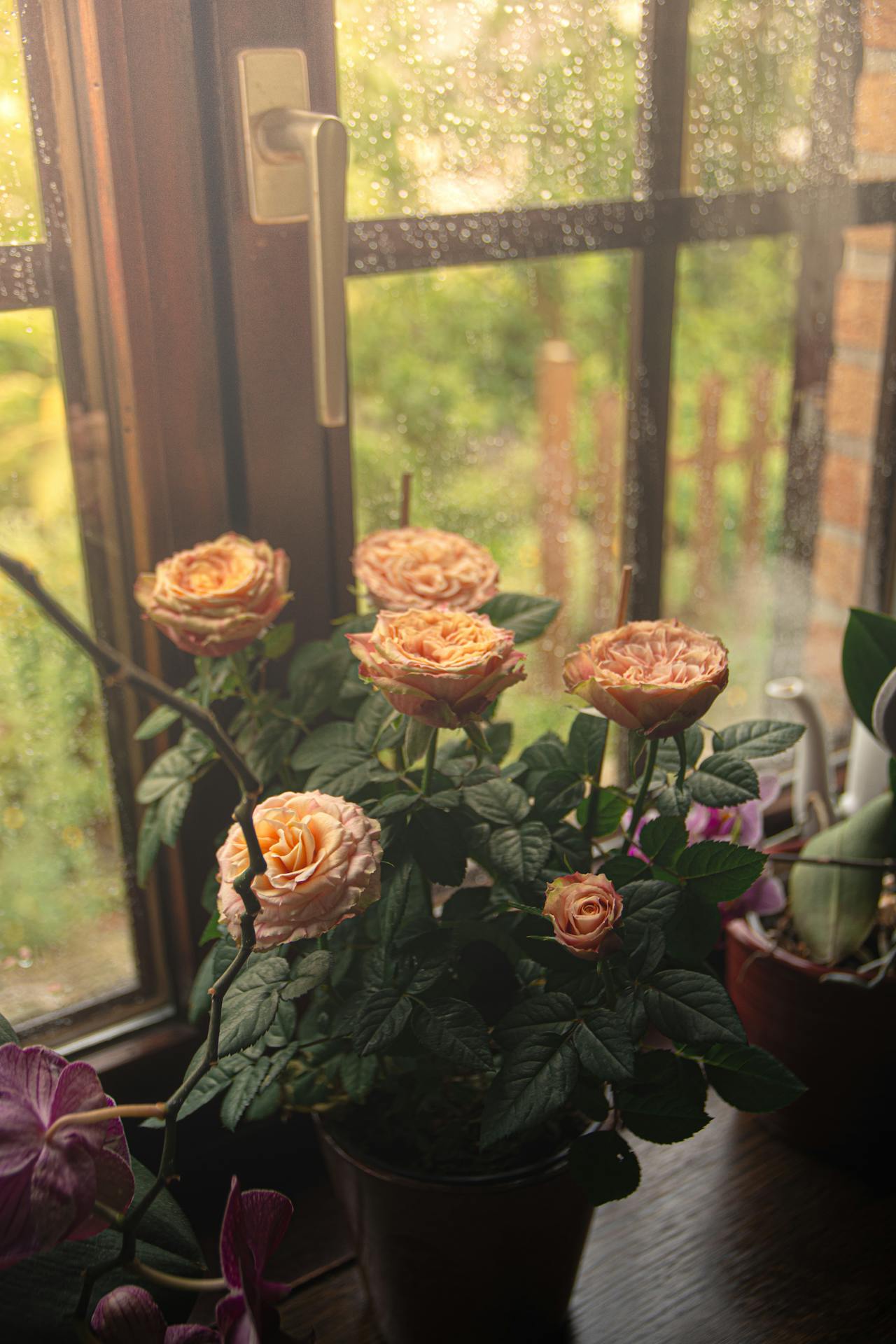 A pottred rose plant on a windowsill | Source: Pexels