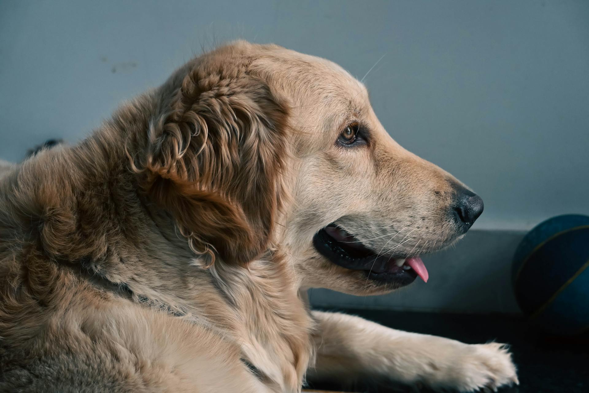 A golden retriever with a lolling tongue | Source: Pexels