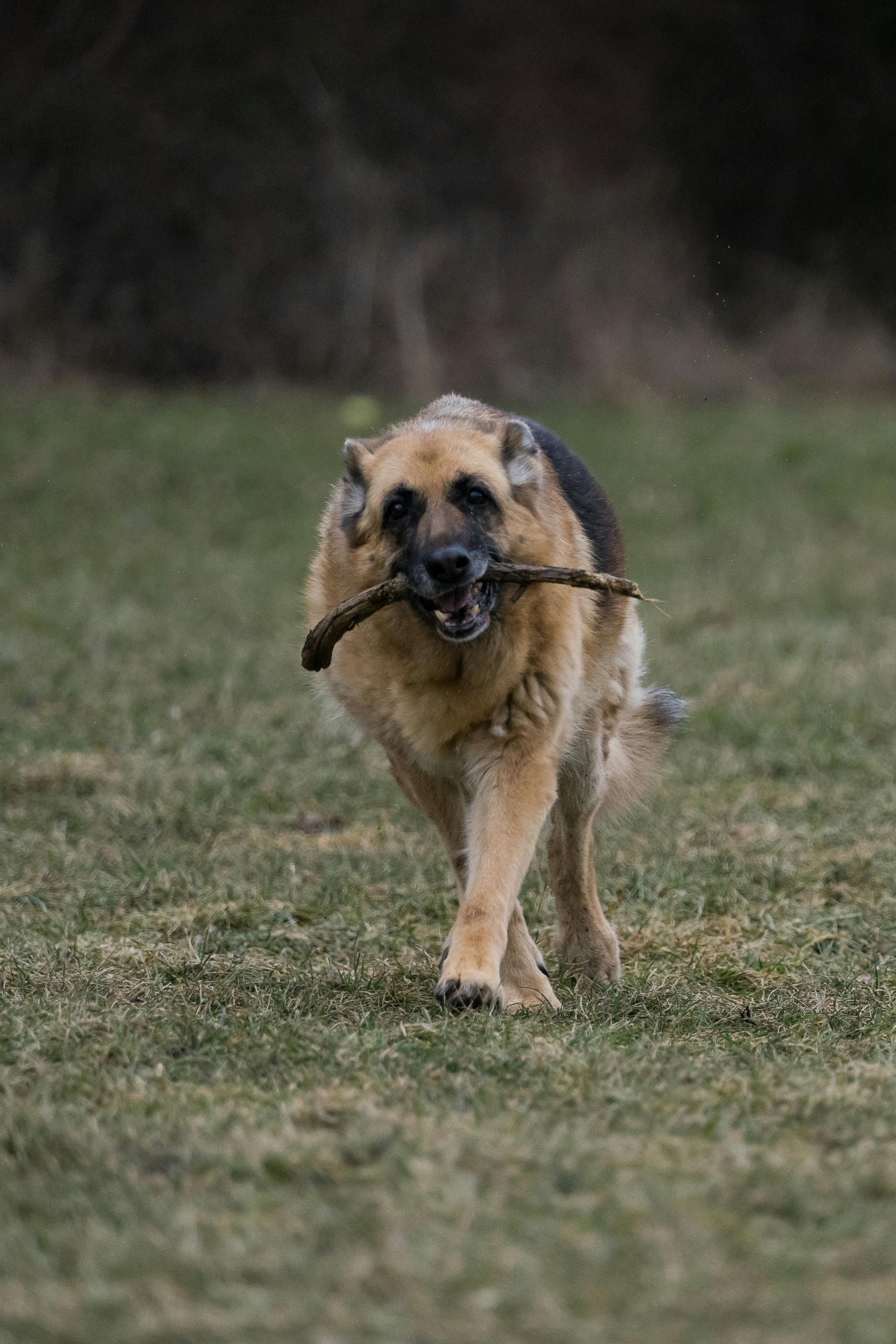 A dog carrying a stick | Source: Pexels