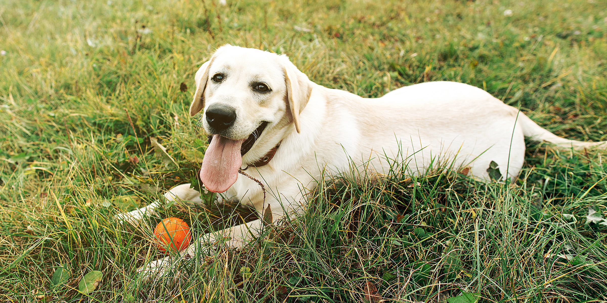 A dog lying on the grass with an orange ball | Source: Freepik