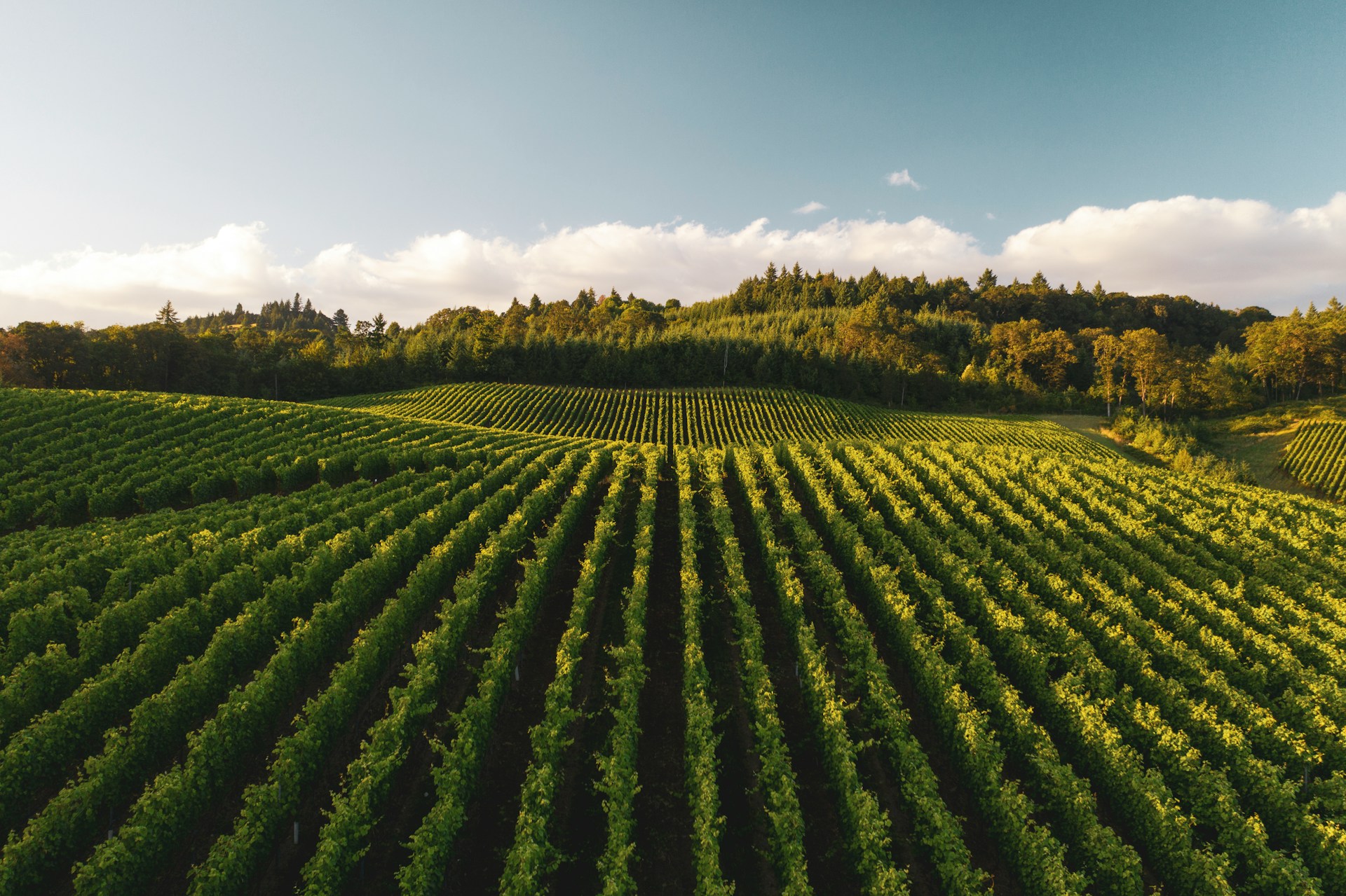 A vineyard | Source: Unsplash